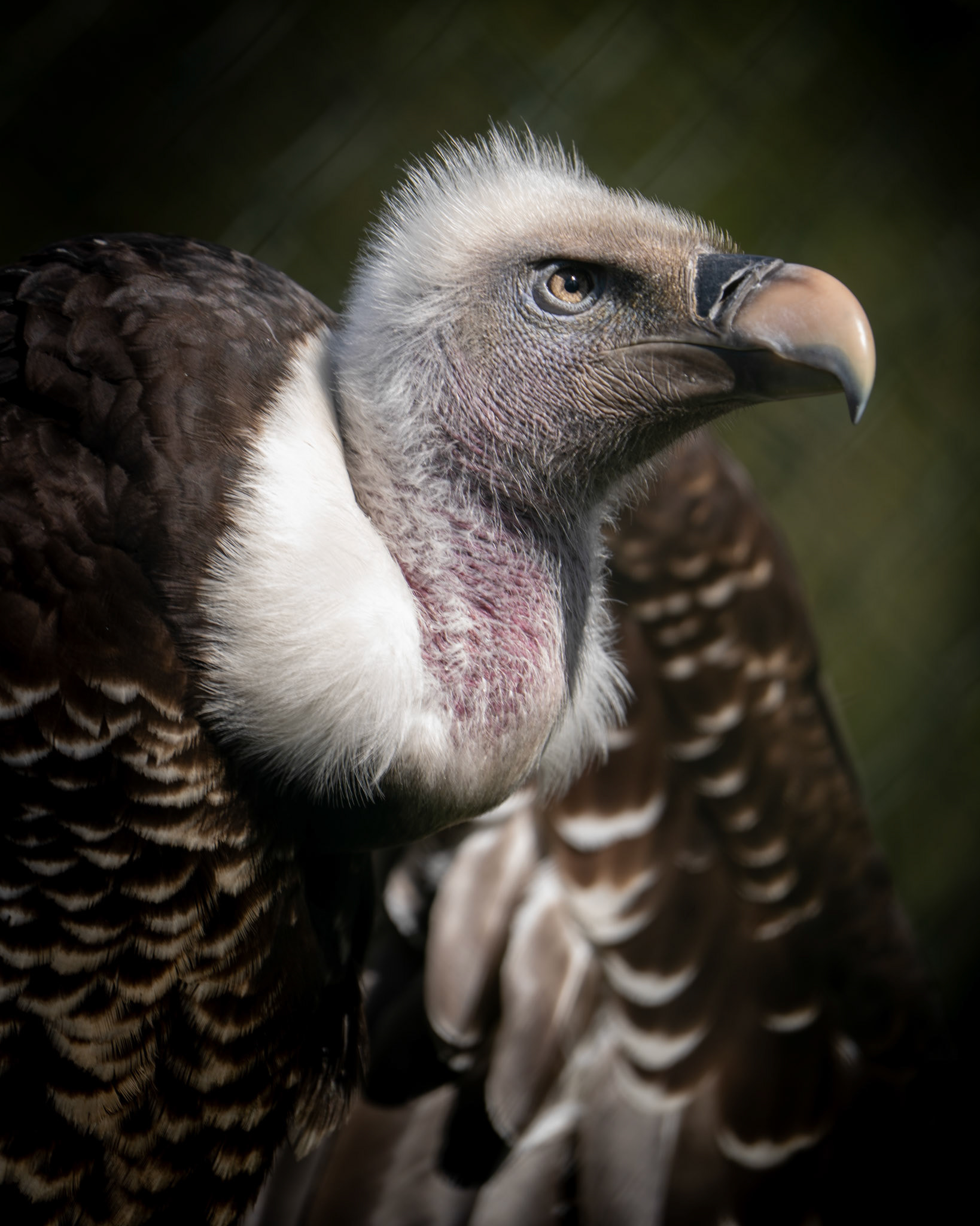 Vulture