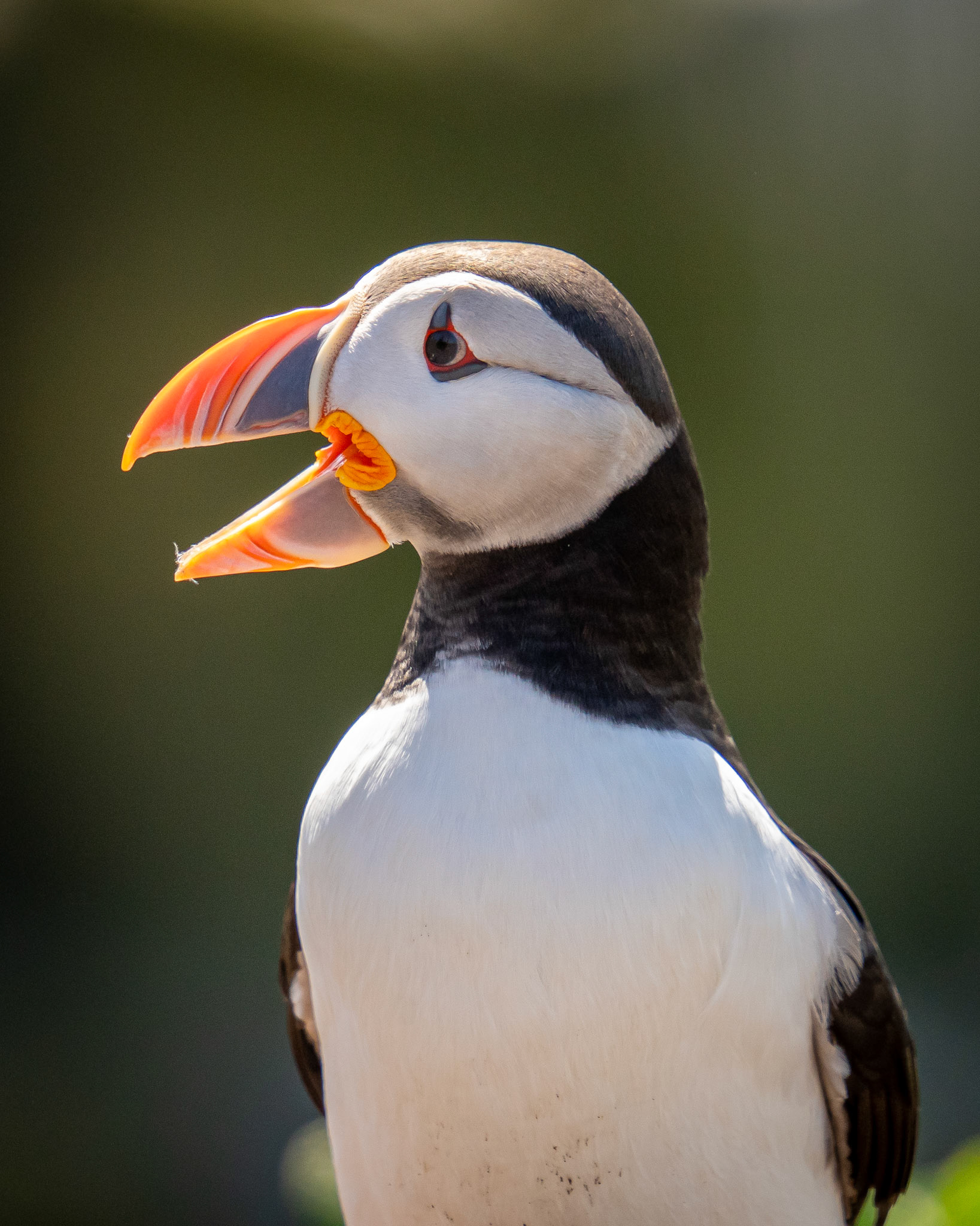 Puffin