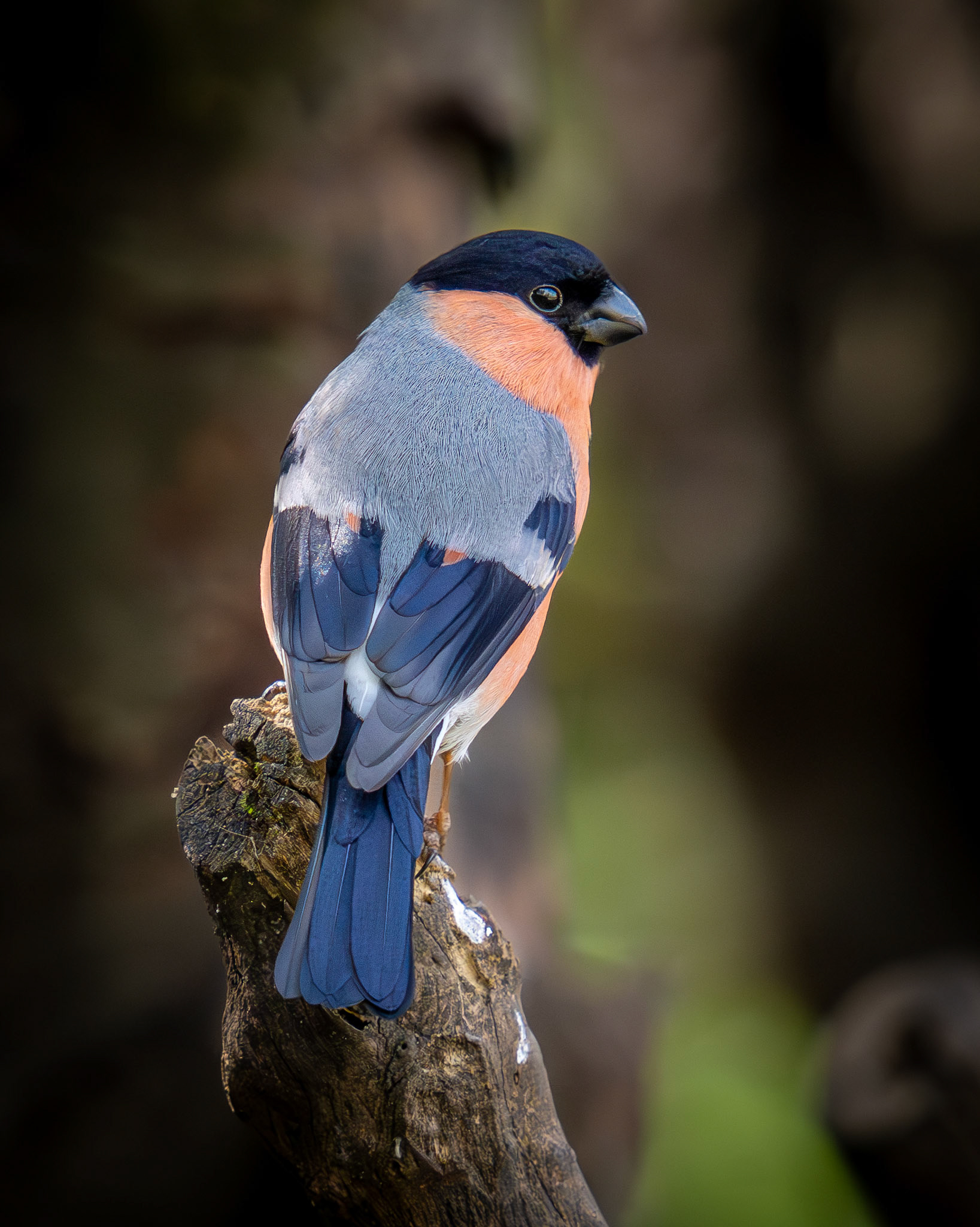 Bullfinch
