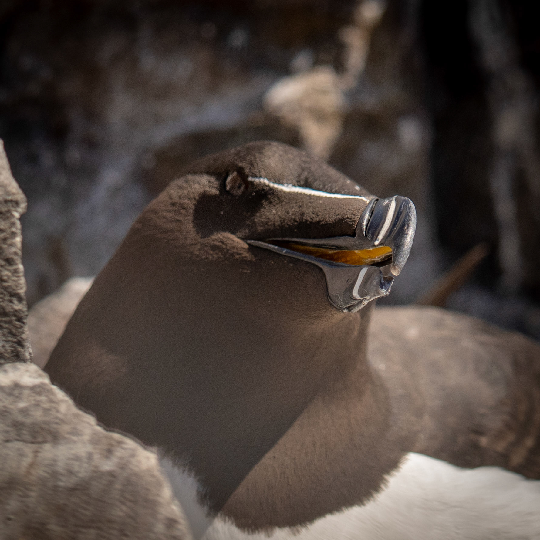 Razorbill