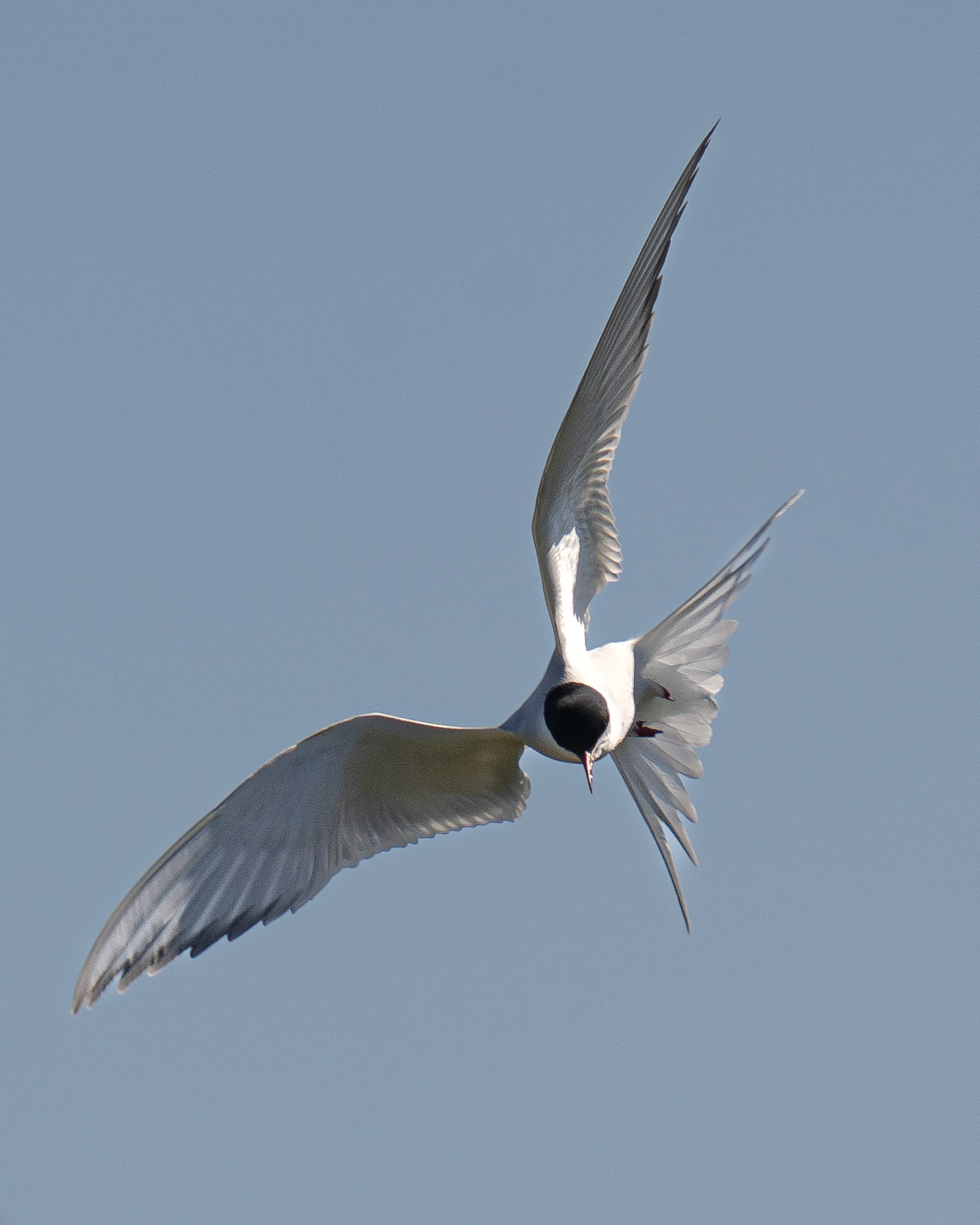 Common Tern