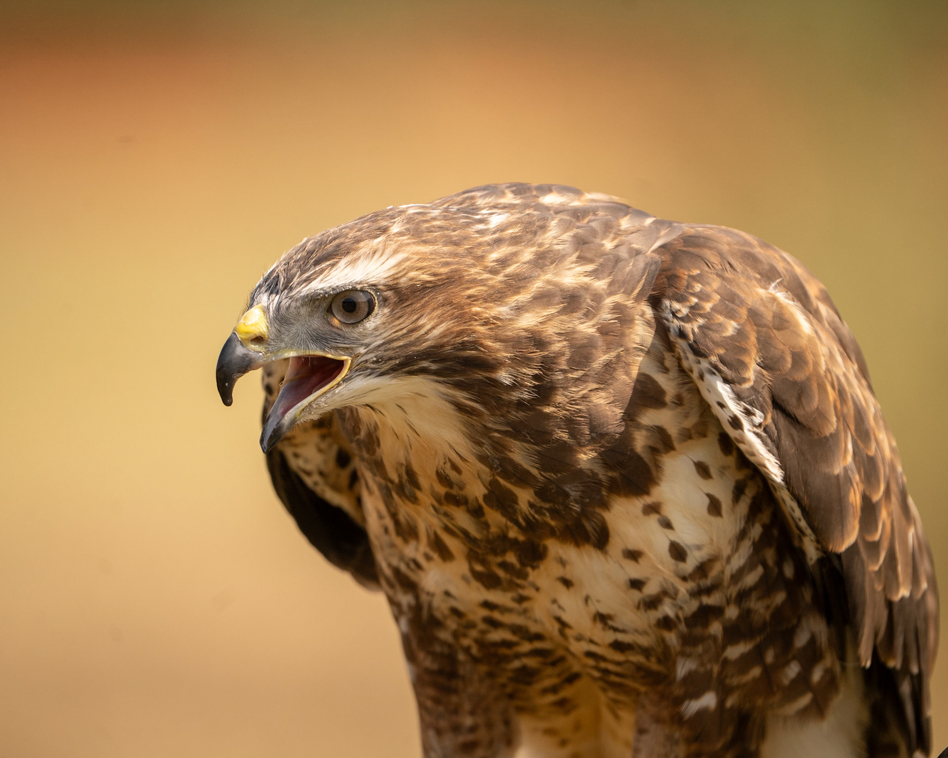 Common Buzzard