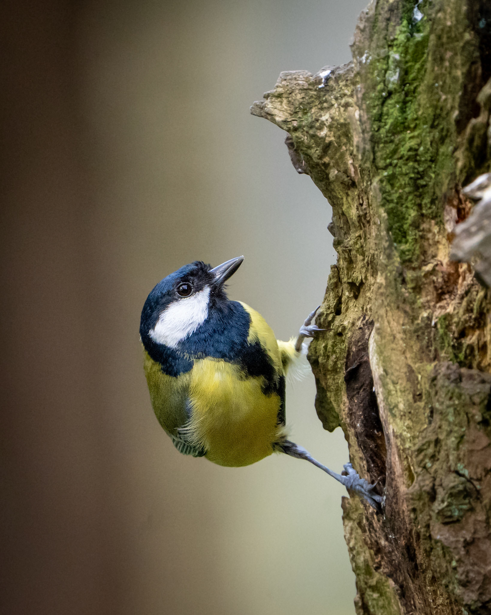 Great Tit