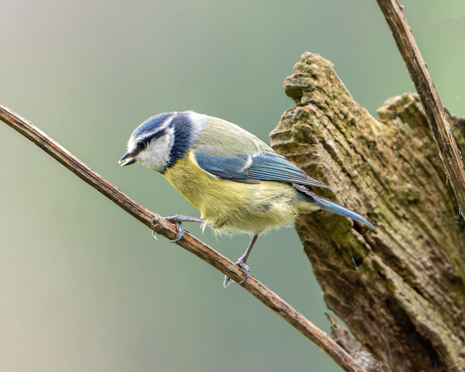 Blue Tit