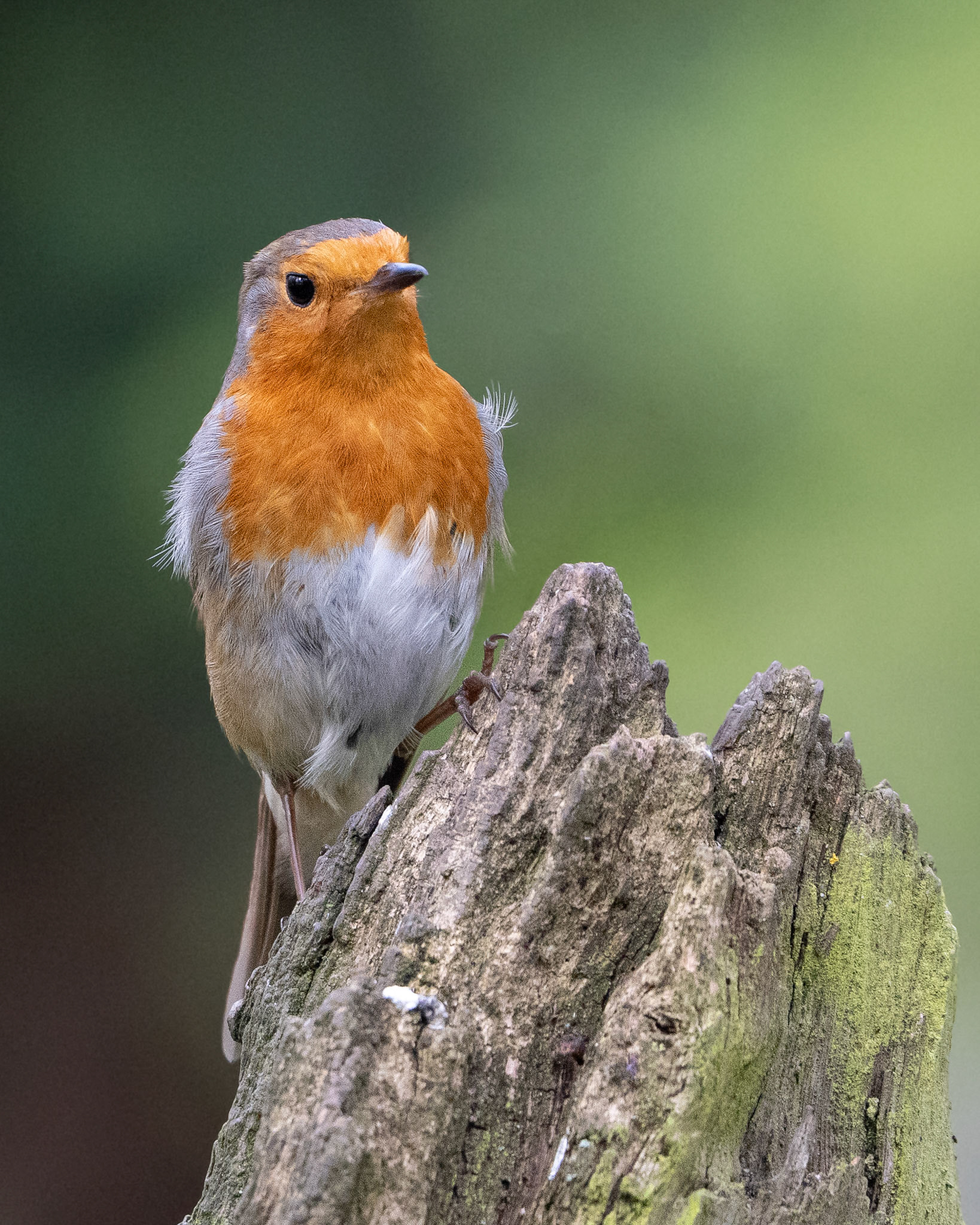 Robin