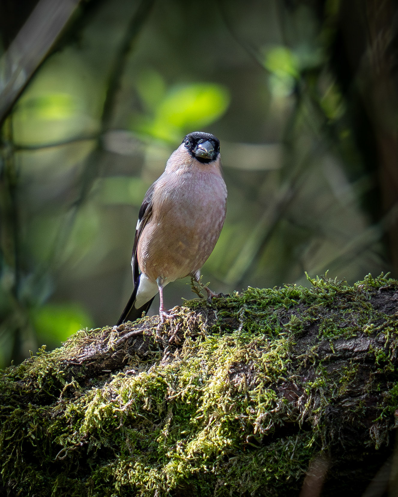 Bullfinch