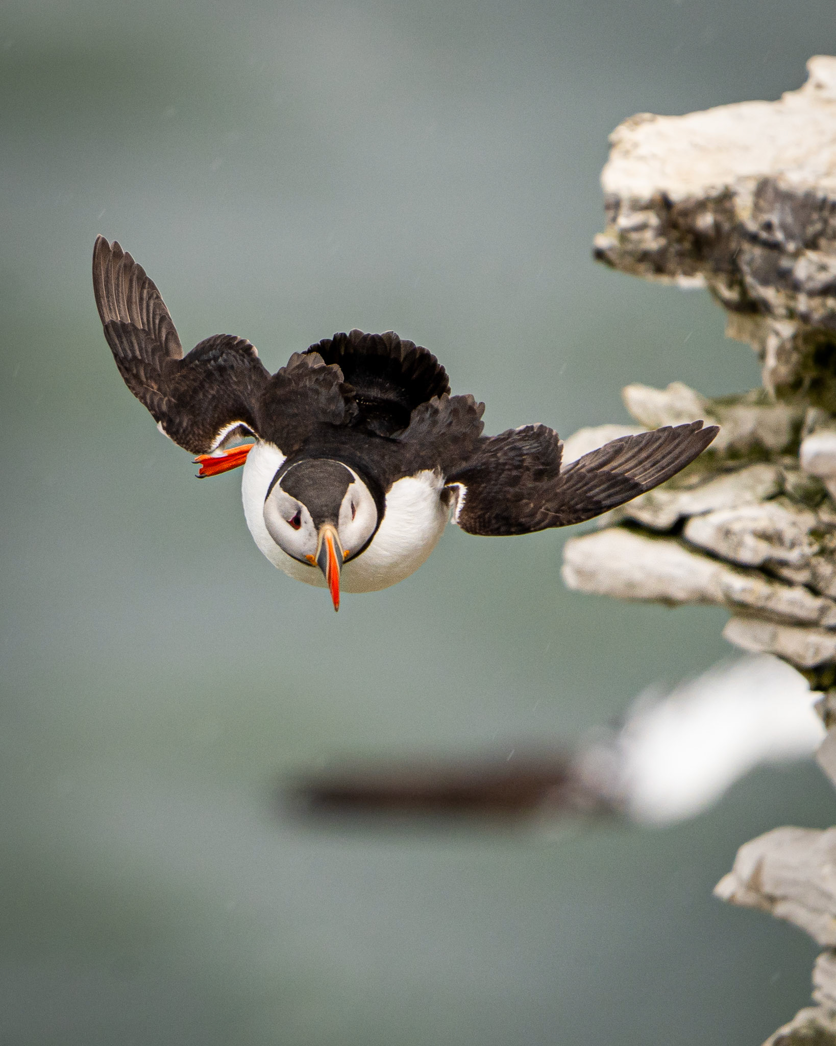Puffin