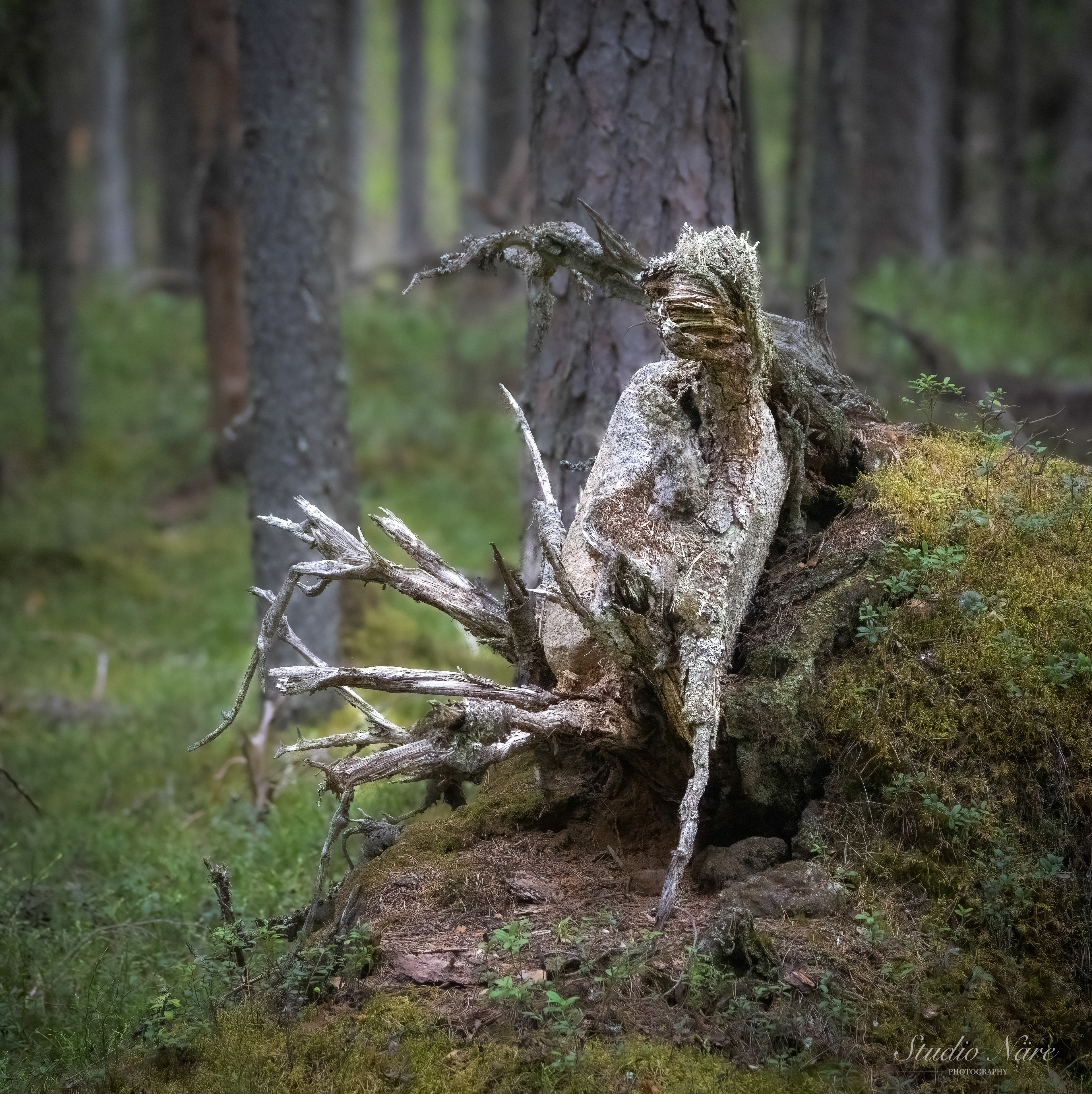 Metsänhaltija mietteissään 150€, 50x50cm, 2024 VLK semifinalisti