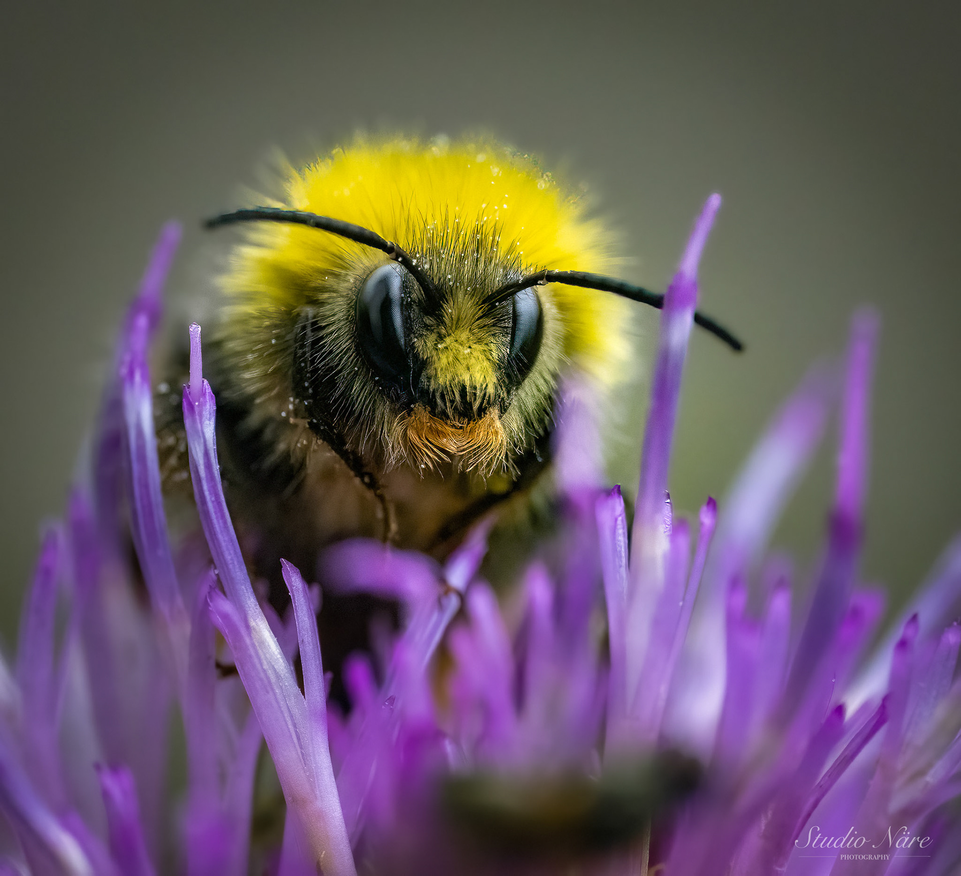 Humble bee 40€, 21,5x20cm