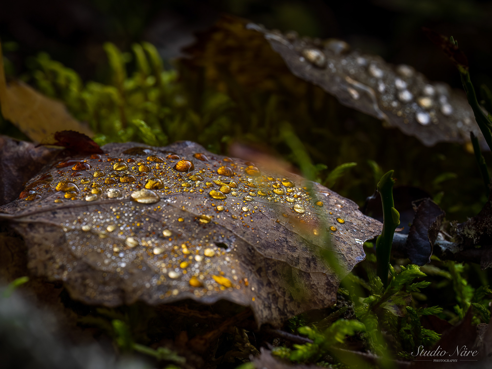 Golden tears of nature