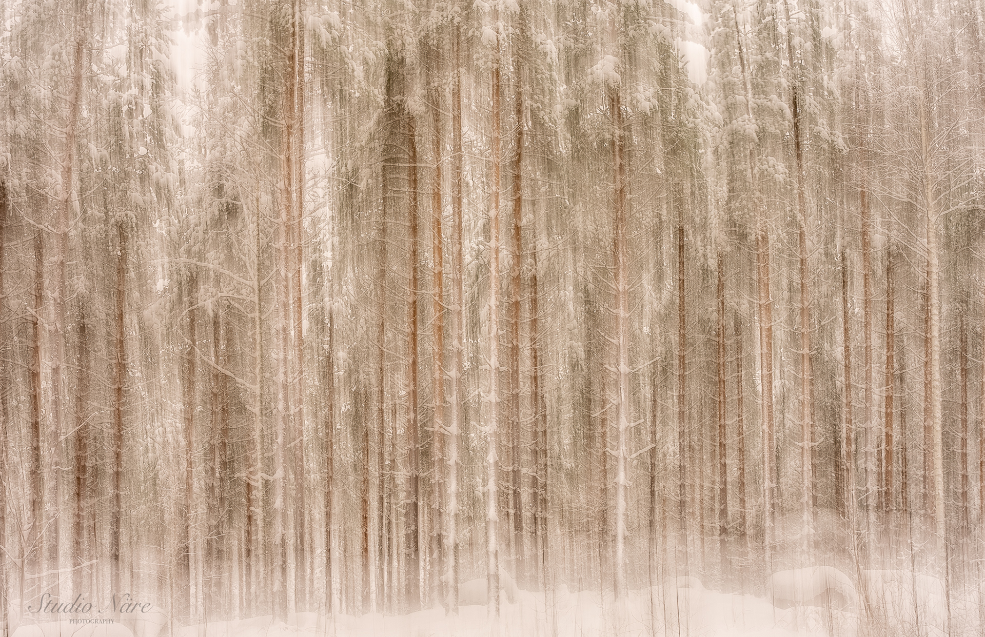 Fairy forest