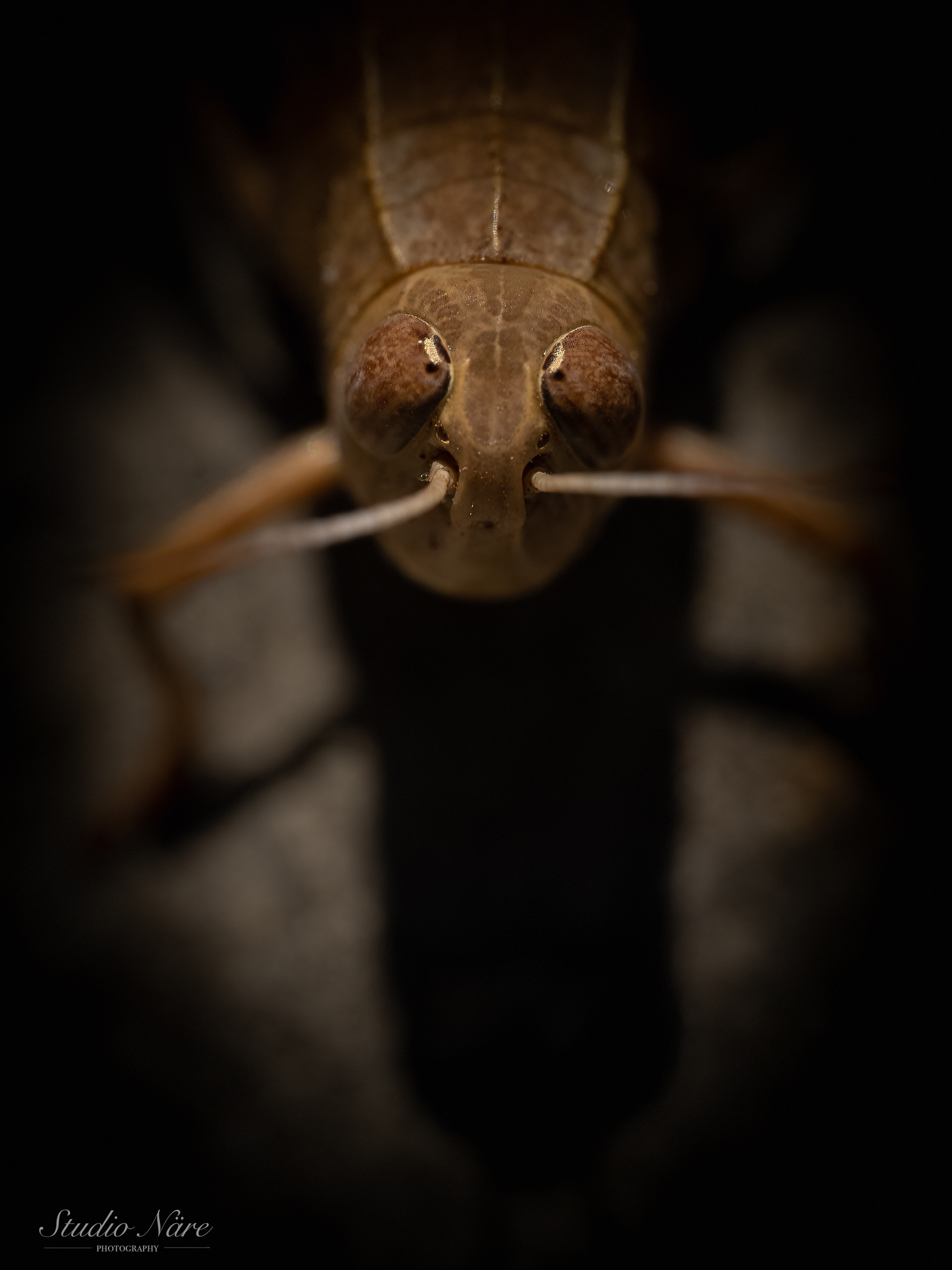 Spoogy