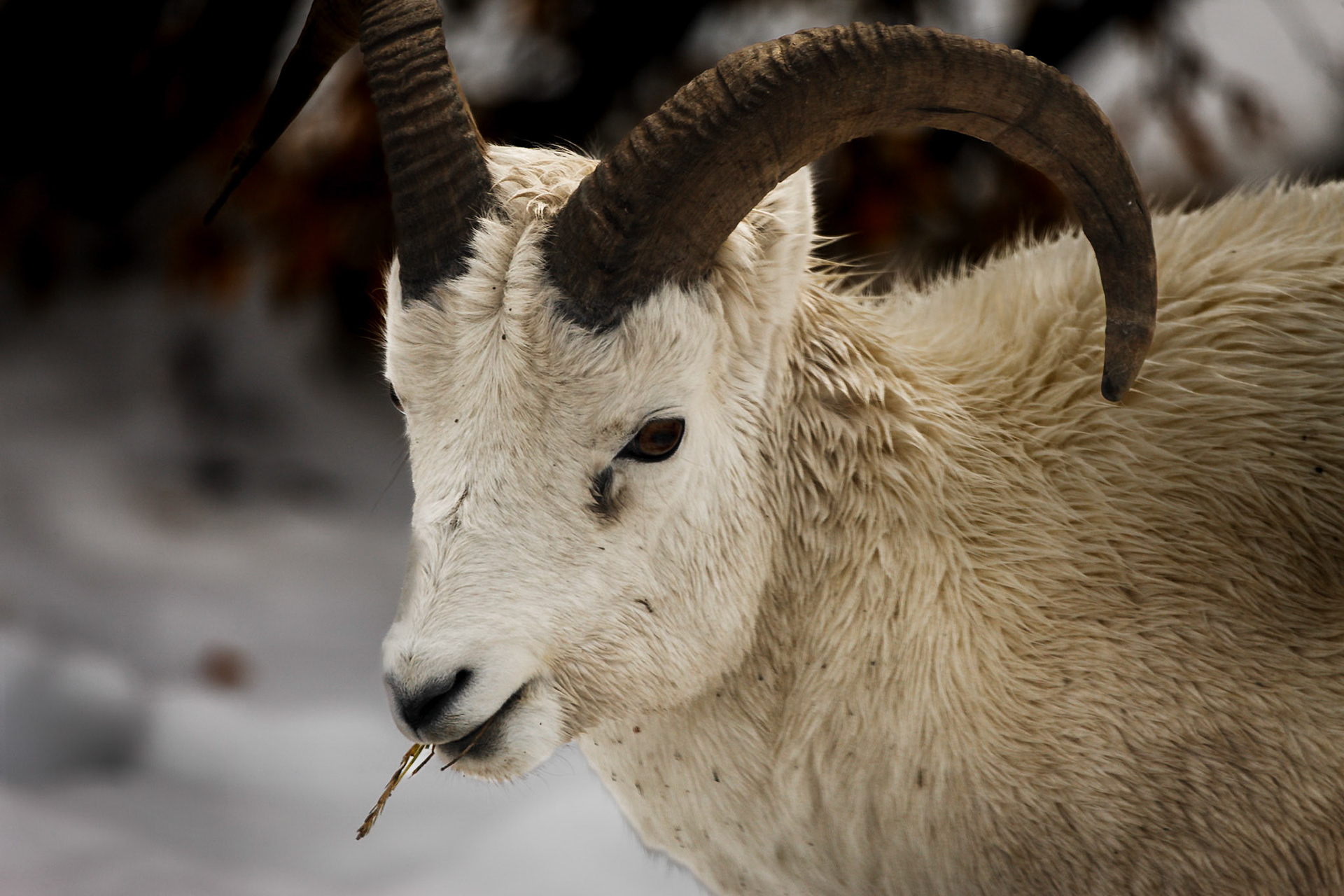 Dall's Sheep in Denali