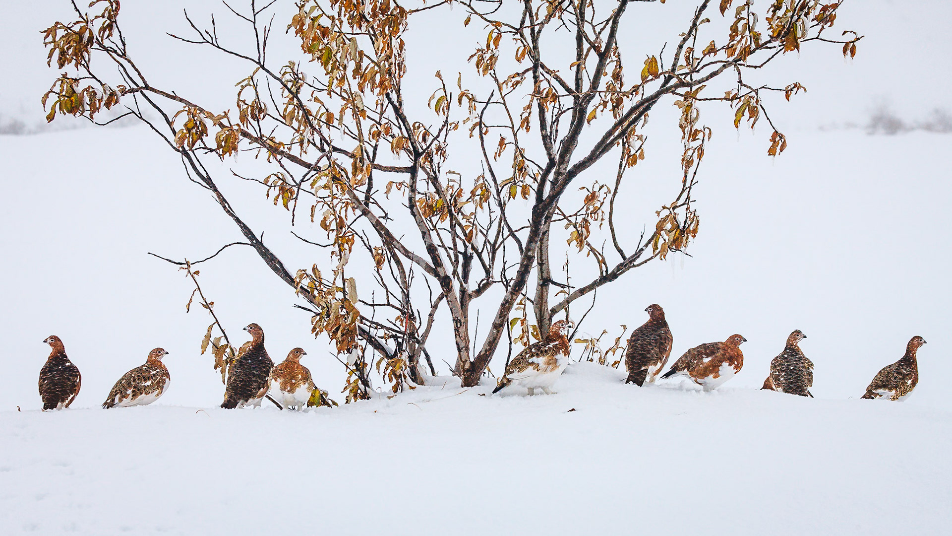 Ptarmigan in Denali