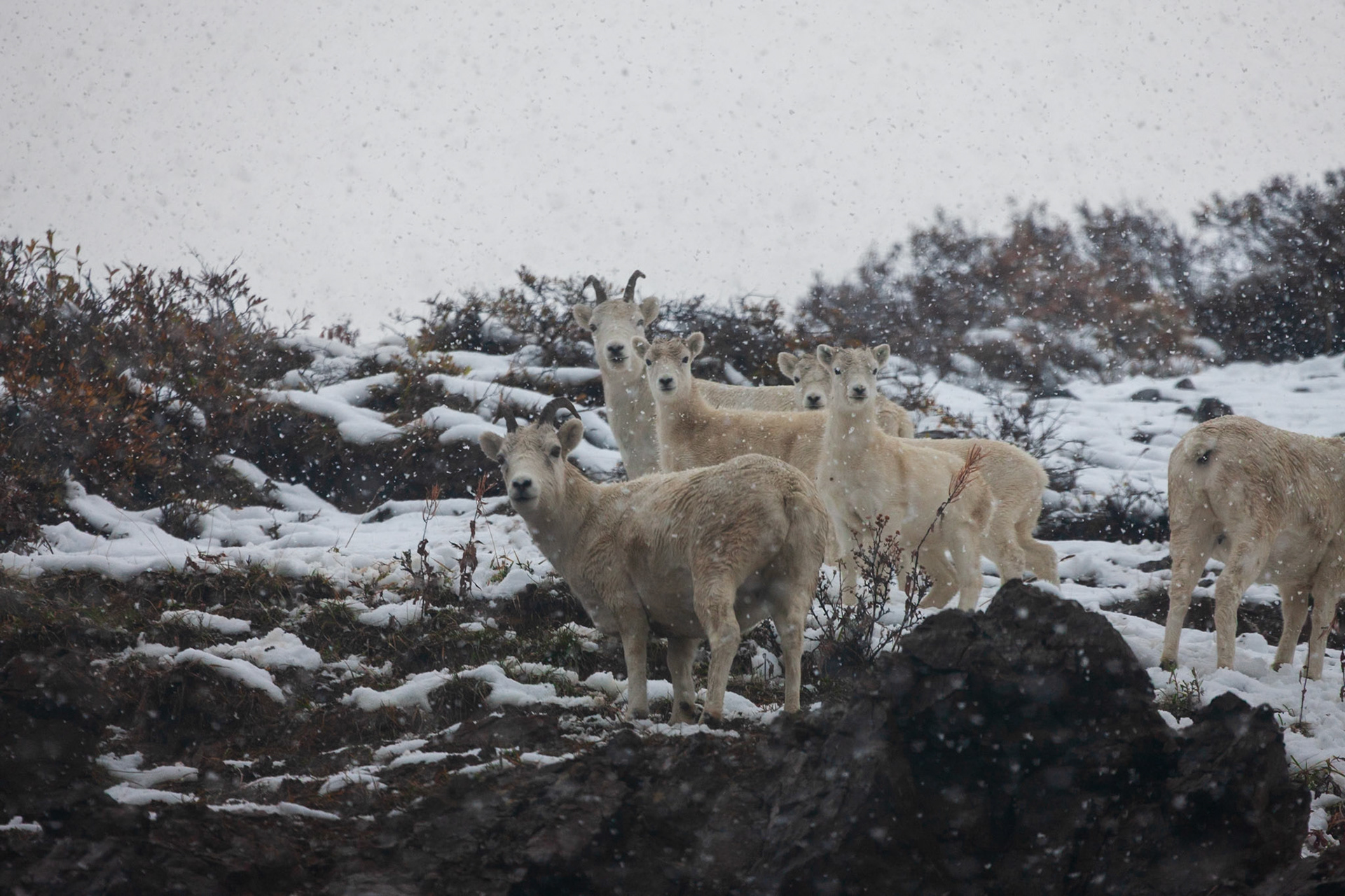 Dall's Sheep in Denali