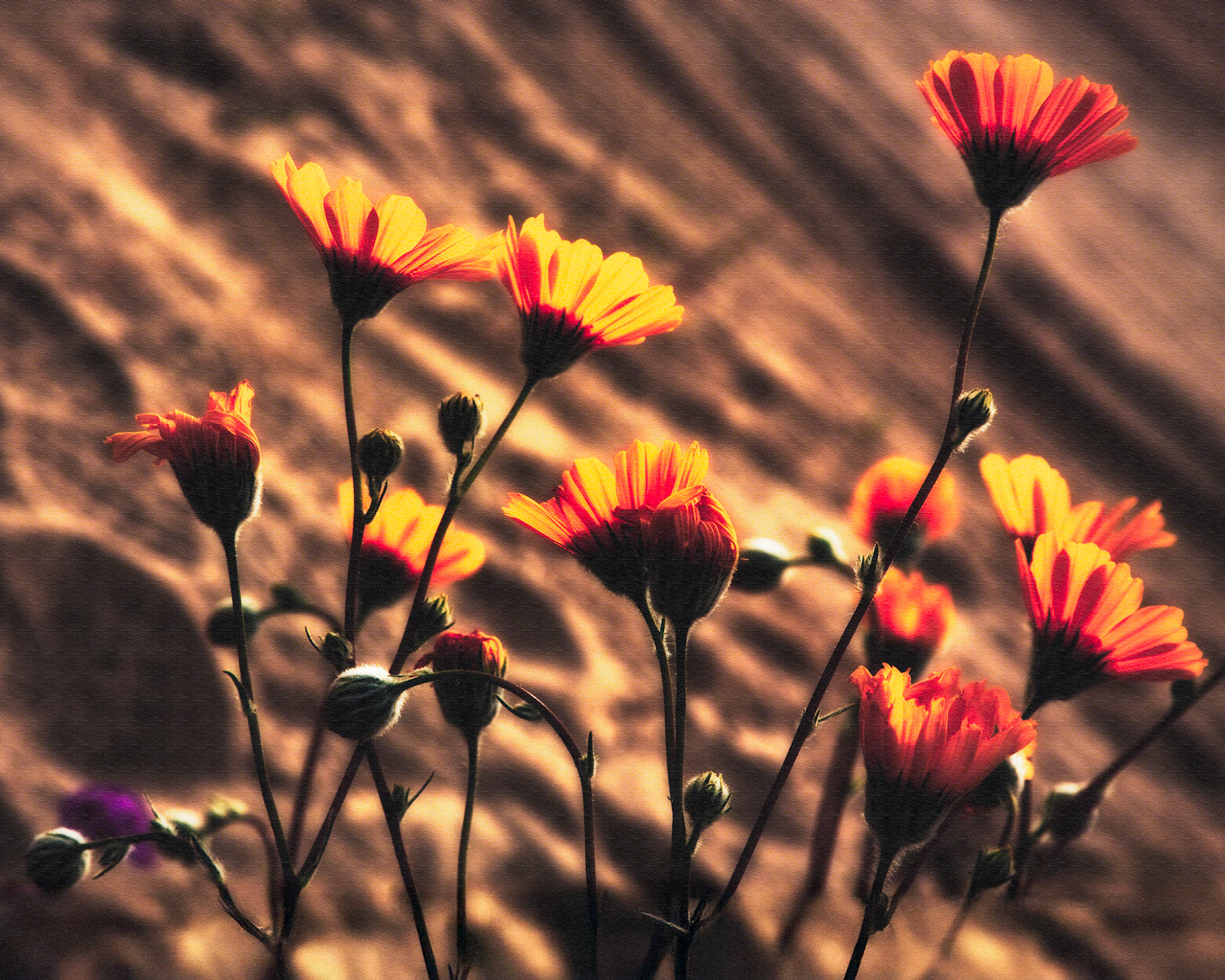 Wildflower Sunset