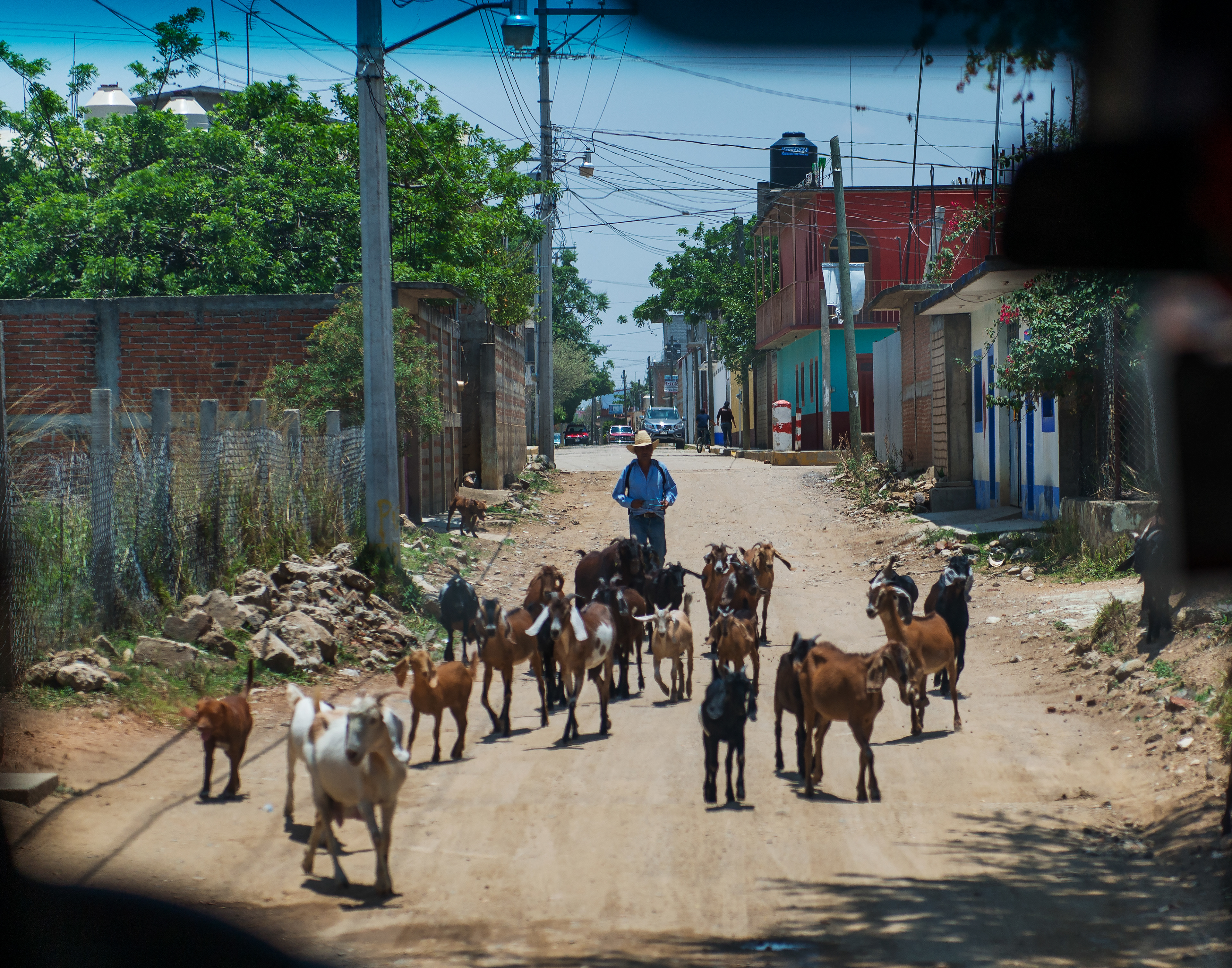 Goat Herd