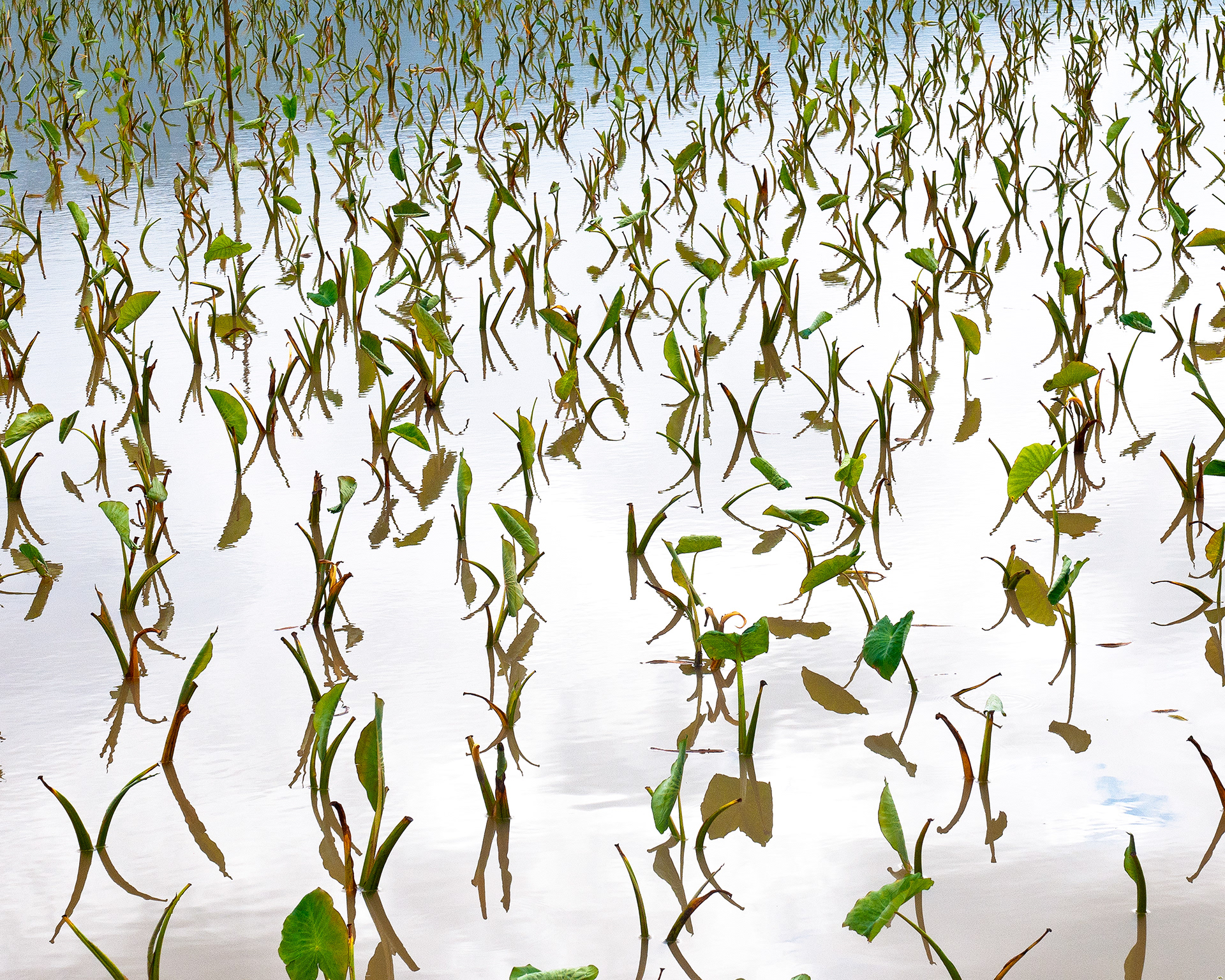 Taro Field, Mauai