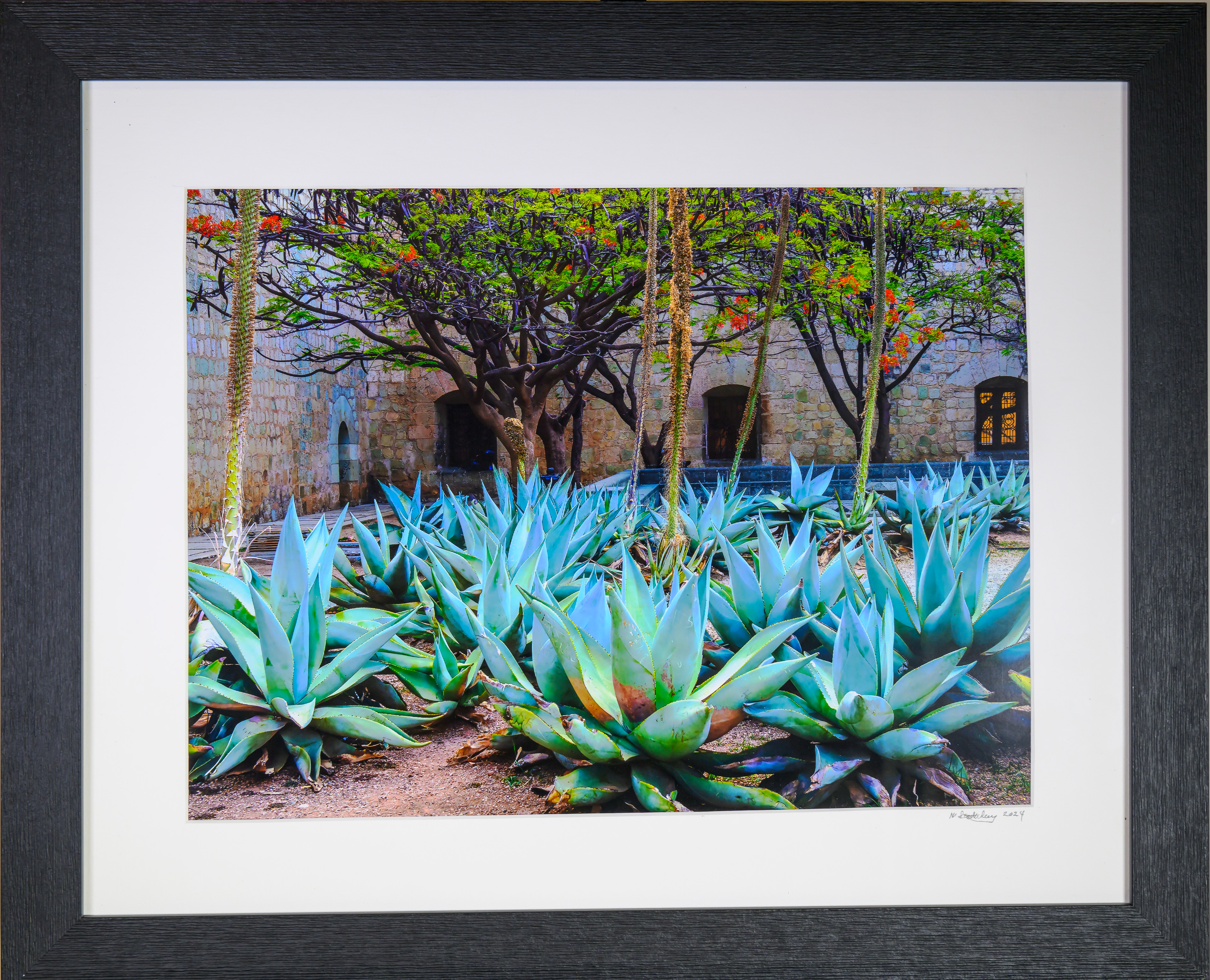 Century Plant and Flamboyant - Oaxaca