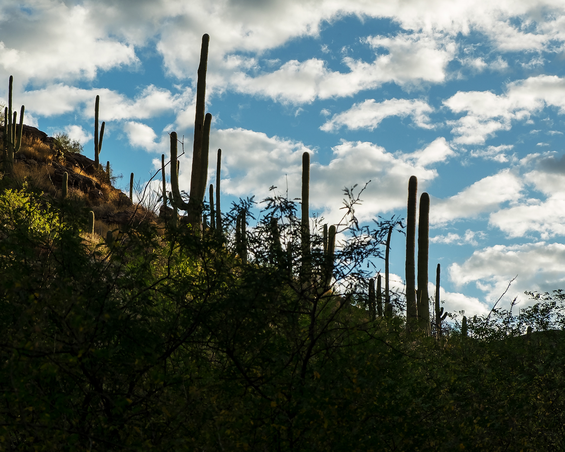 Saguaros Outside of Tucson