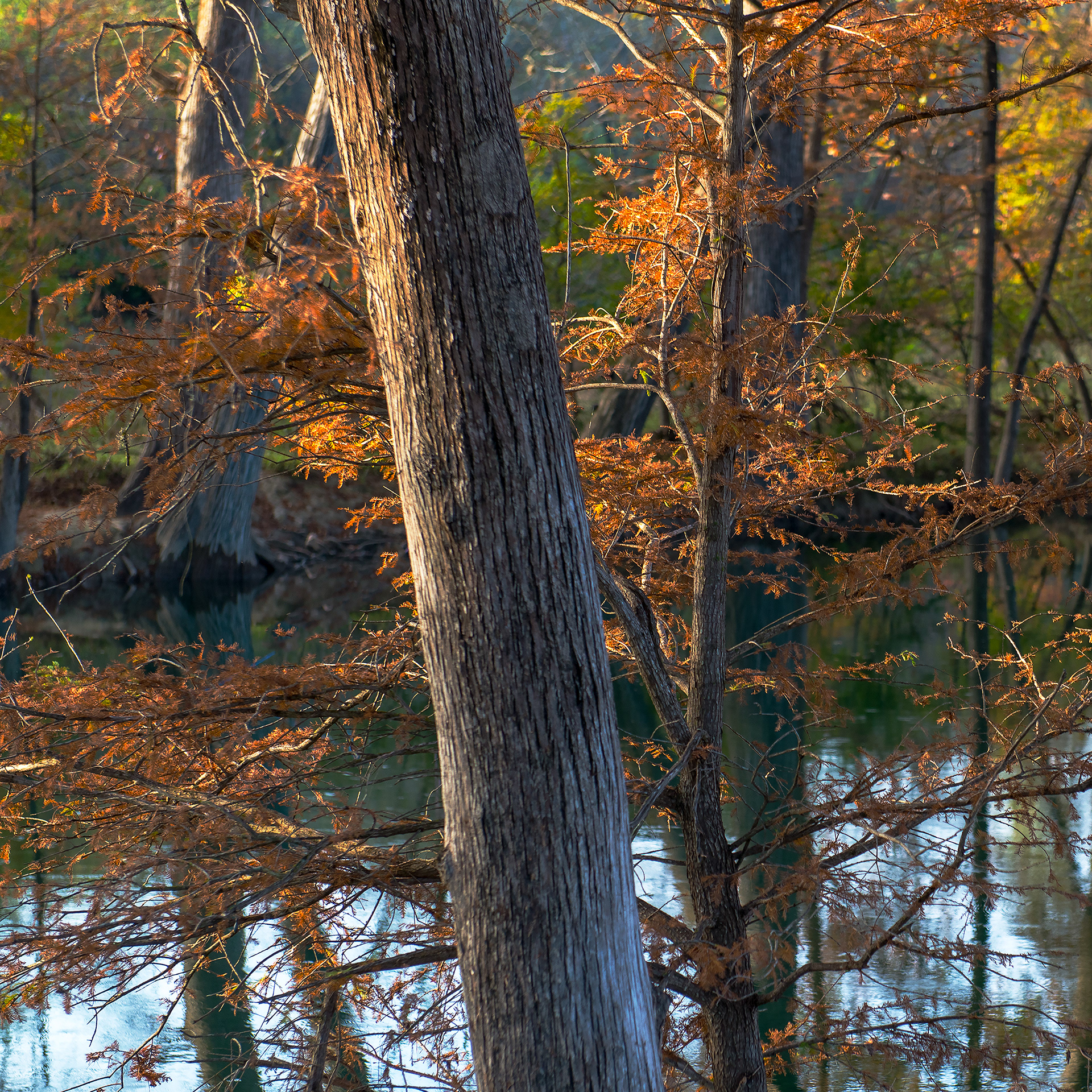 Cypress Tree, Bandera