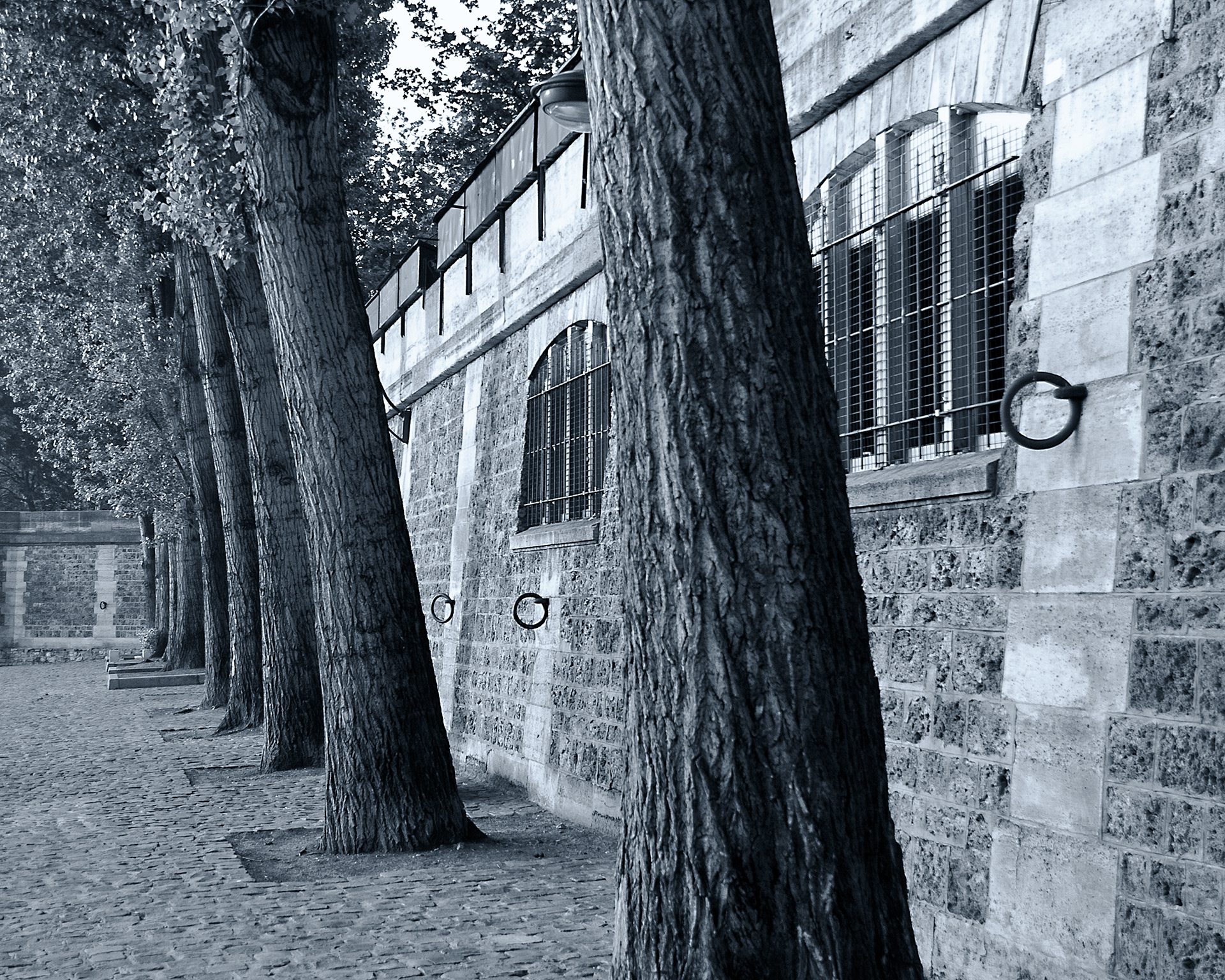 Trees Along Seine