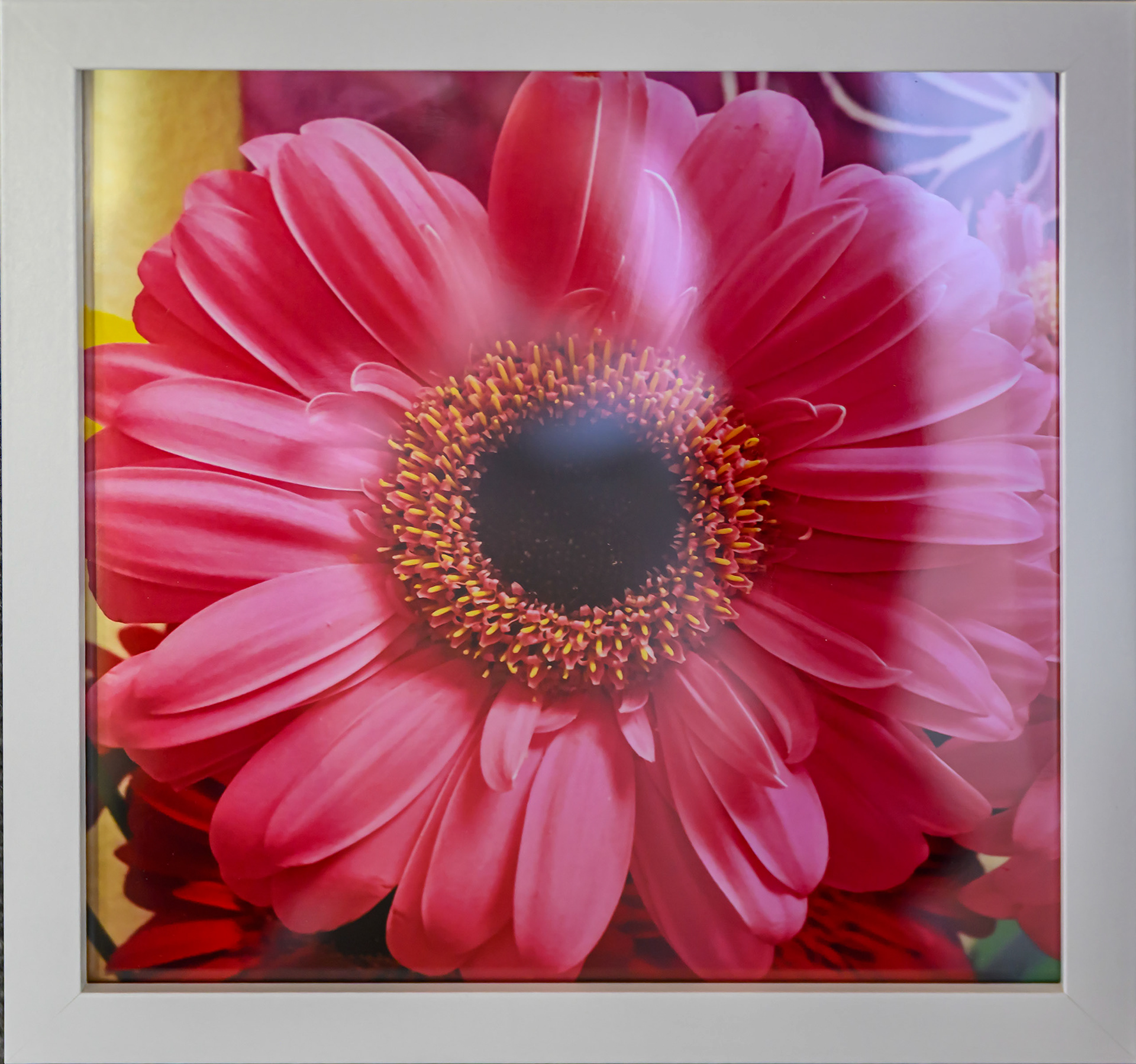Susan Damon-Gerbera Daisy