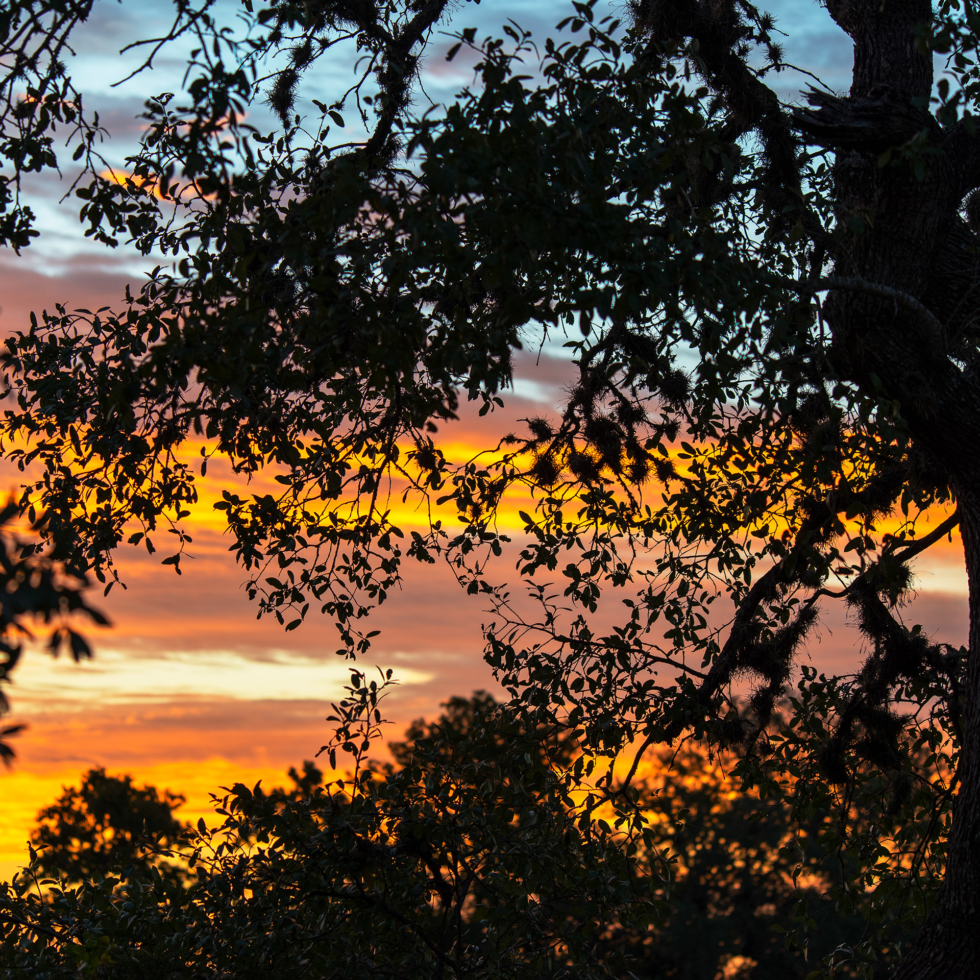 Sunrise Through Tree