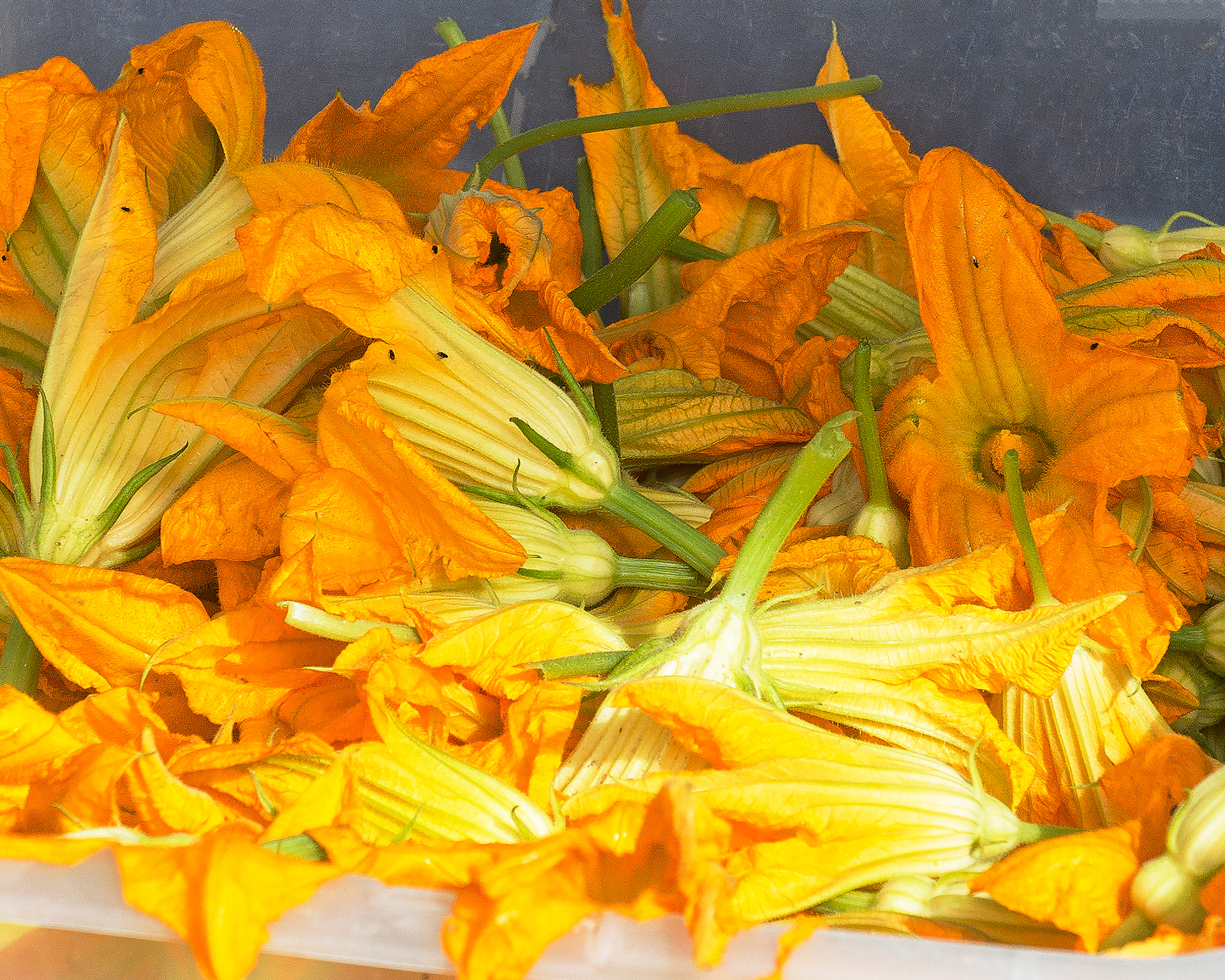 Squash Blossoms - Santa Fe