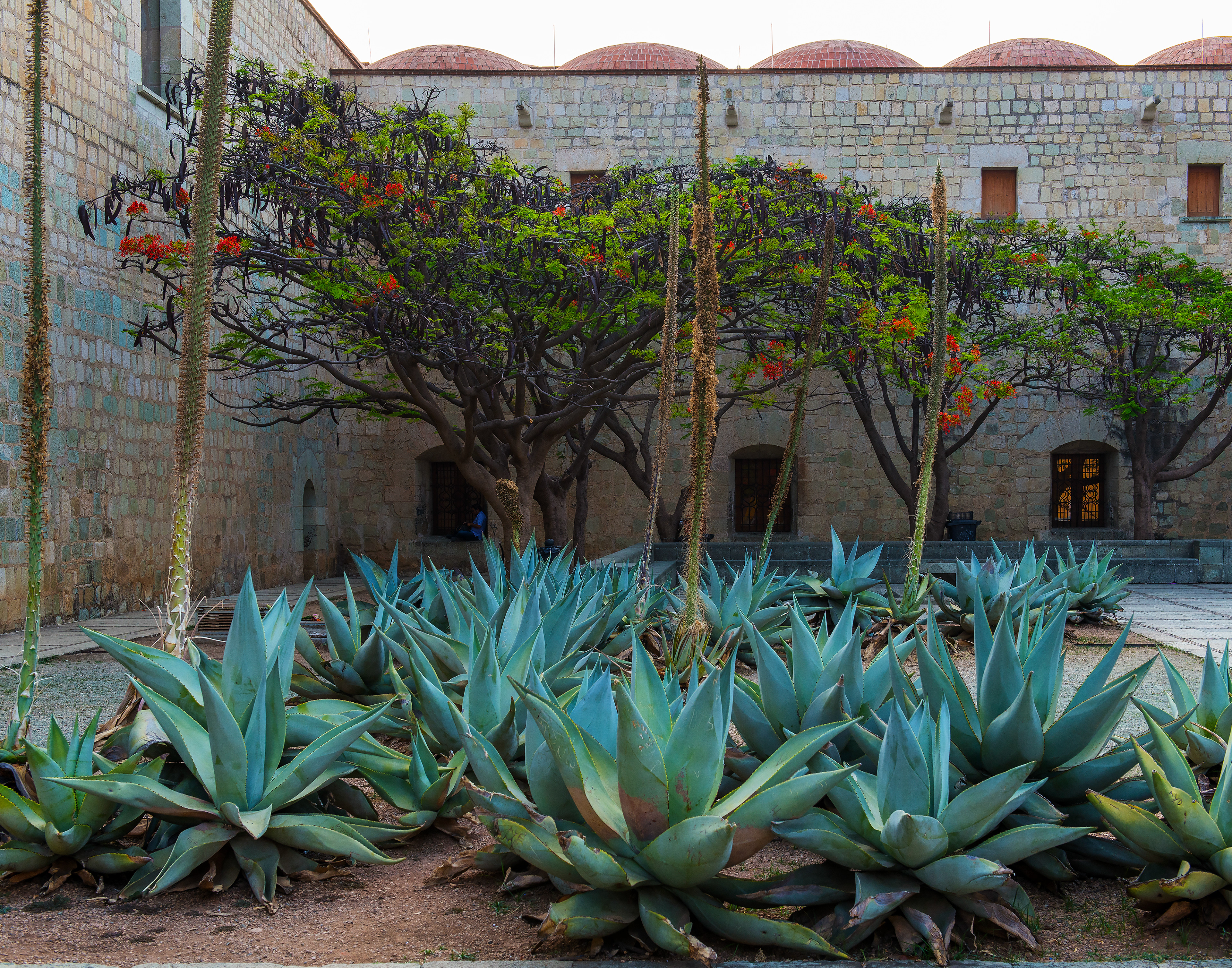Agave Garden