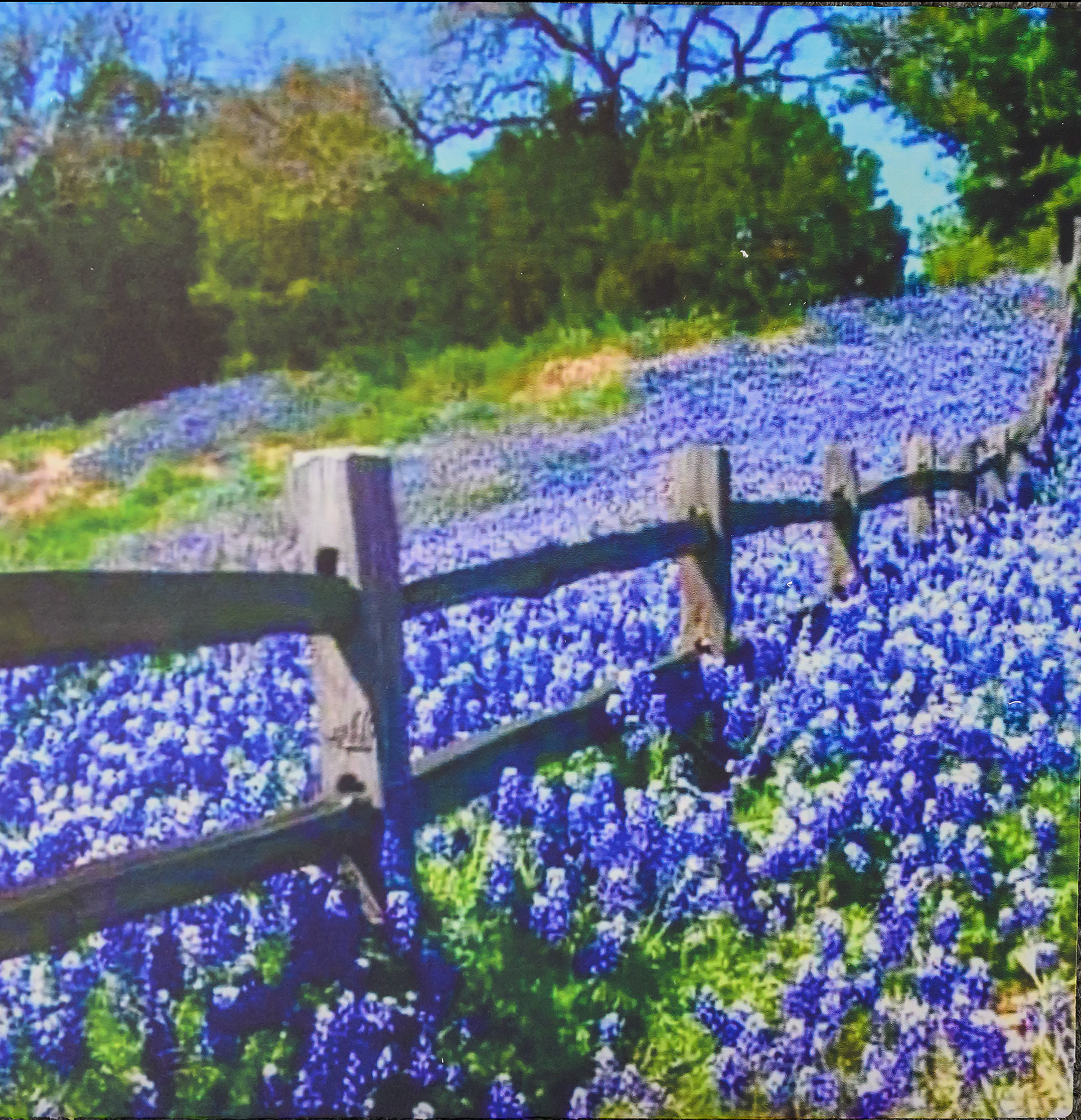 Tom Allred-Bluebonnets in Spring-SOLD