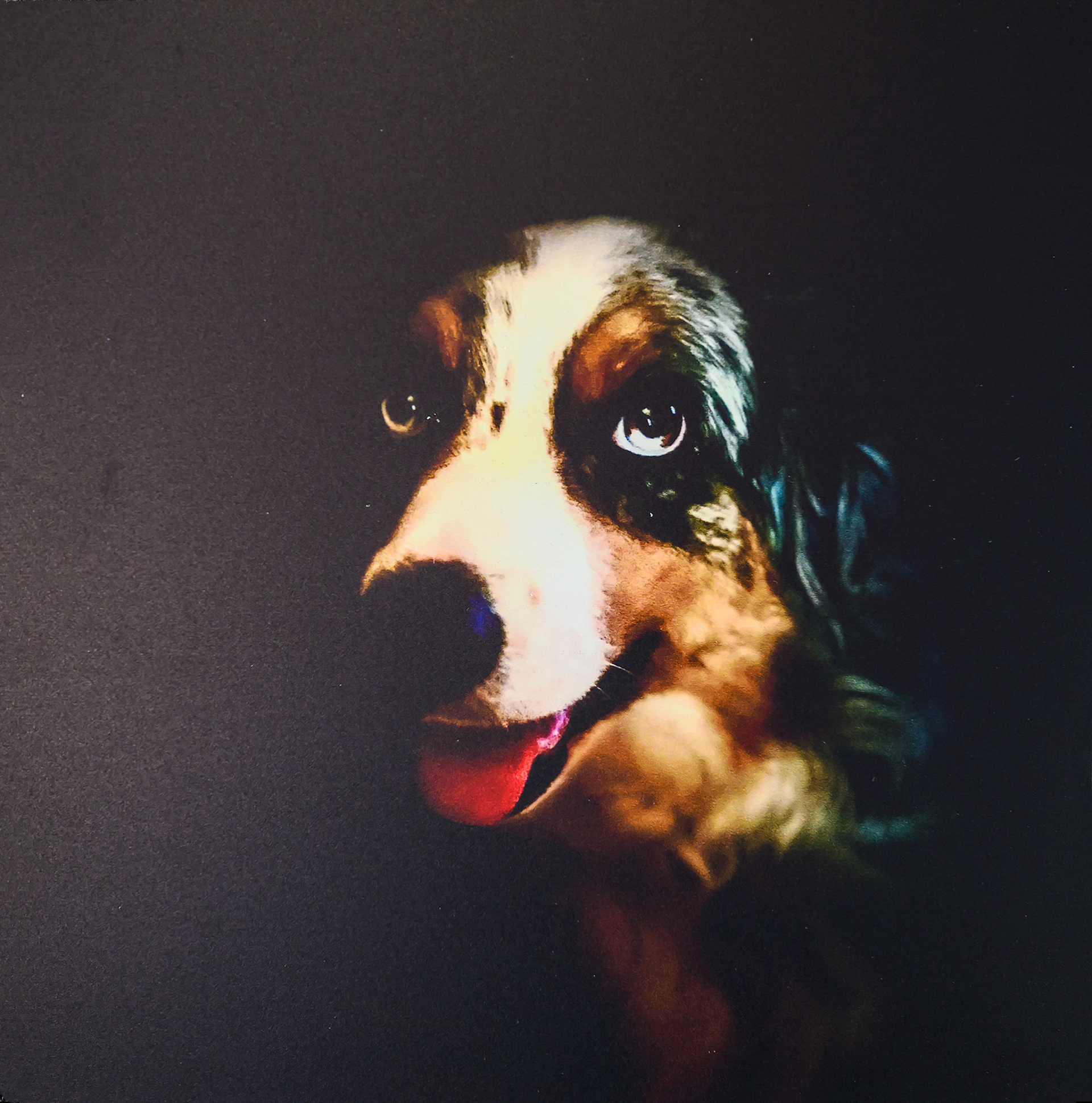 Tom Allred-Australian Shepherd 