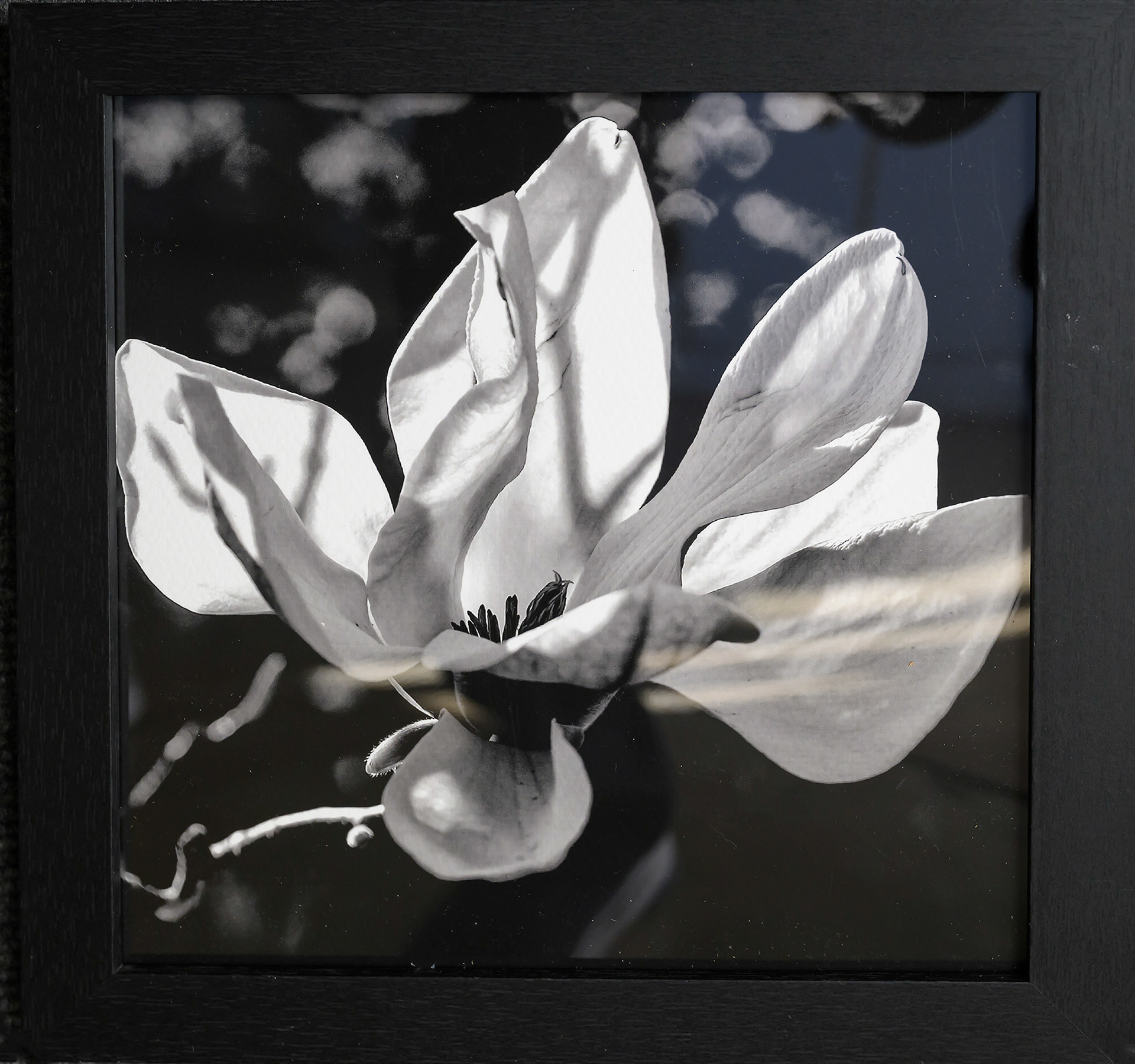 Maurice Leatherbury-Magnolia Blossom - Lacombe LA-SOLD