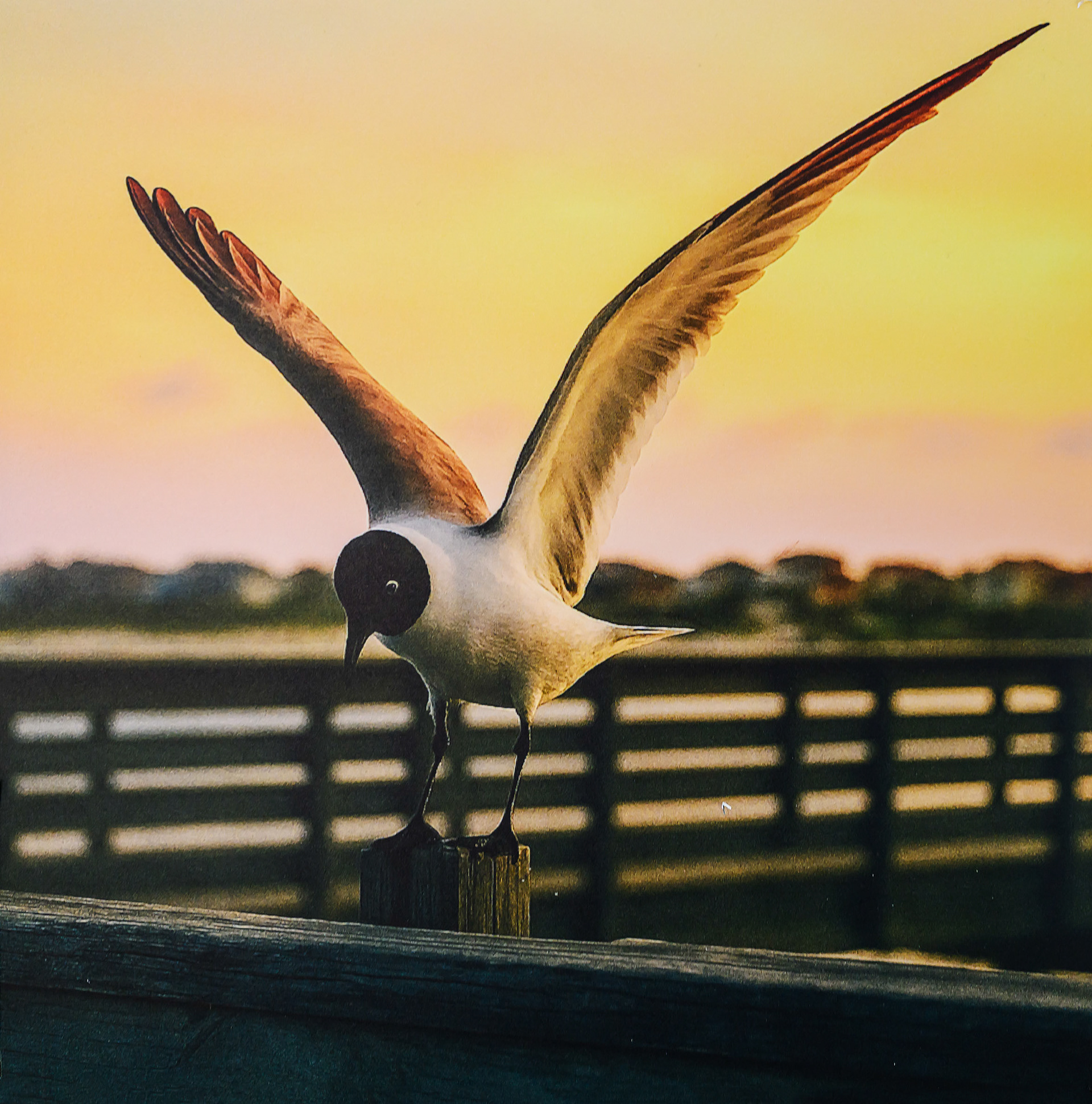 Tom Allred-Seagull at Sunset