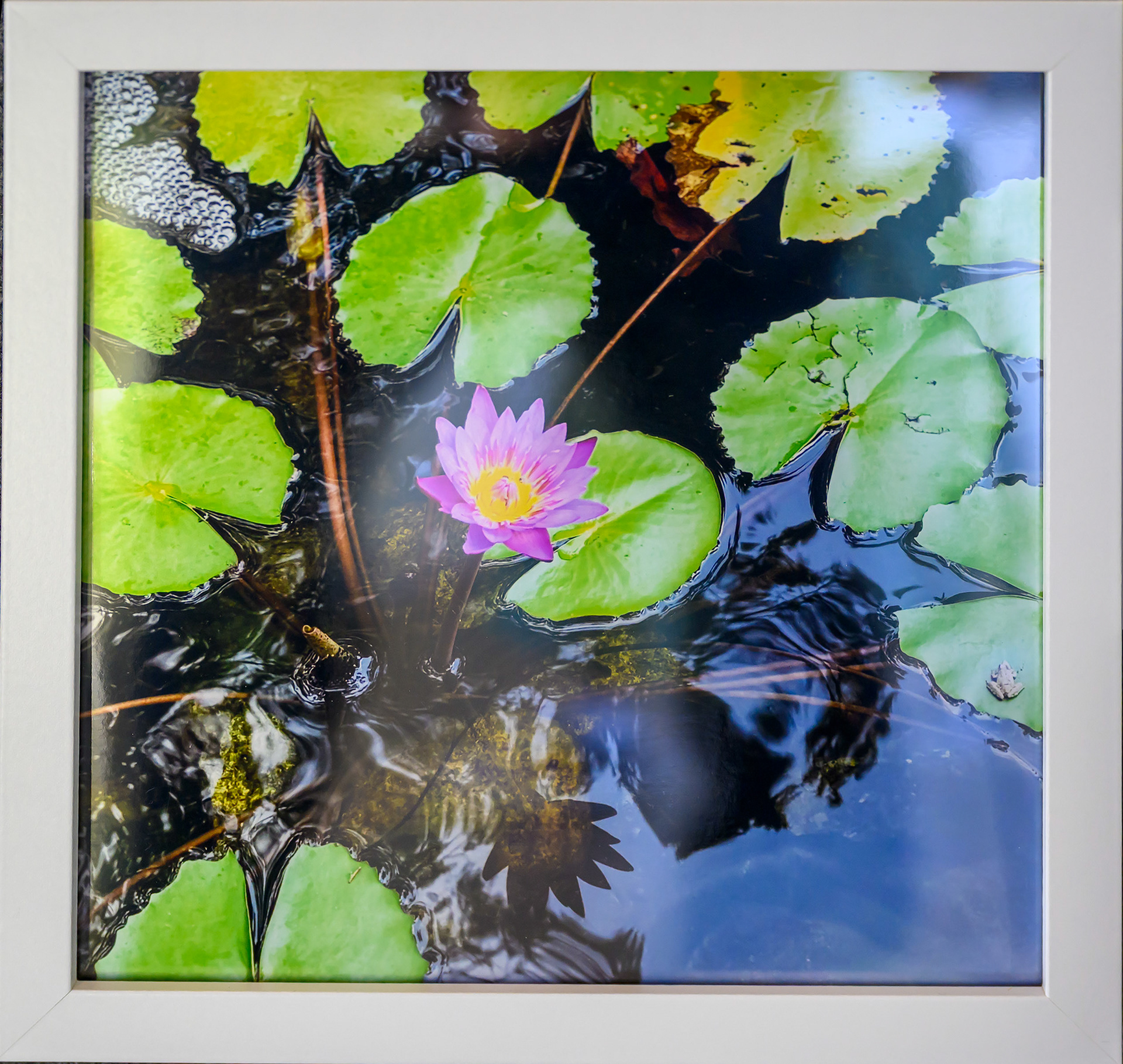 Susan Damon-Water Lily & Tiny Frog