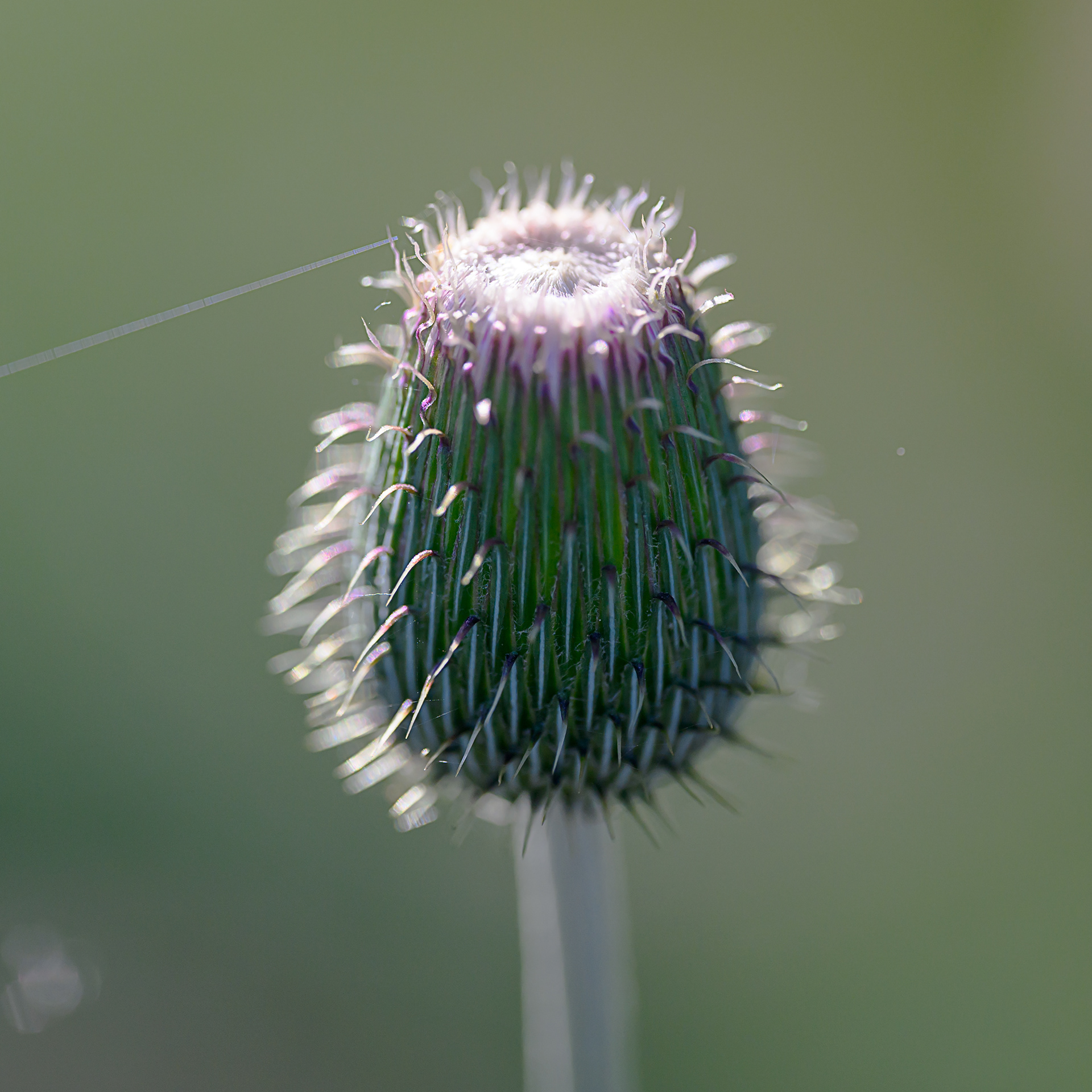 Beginning to bud