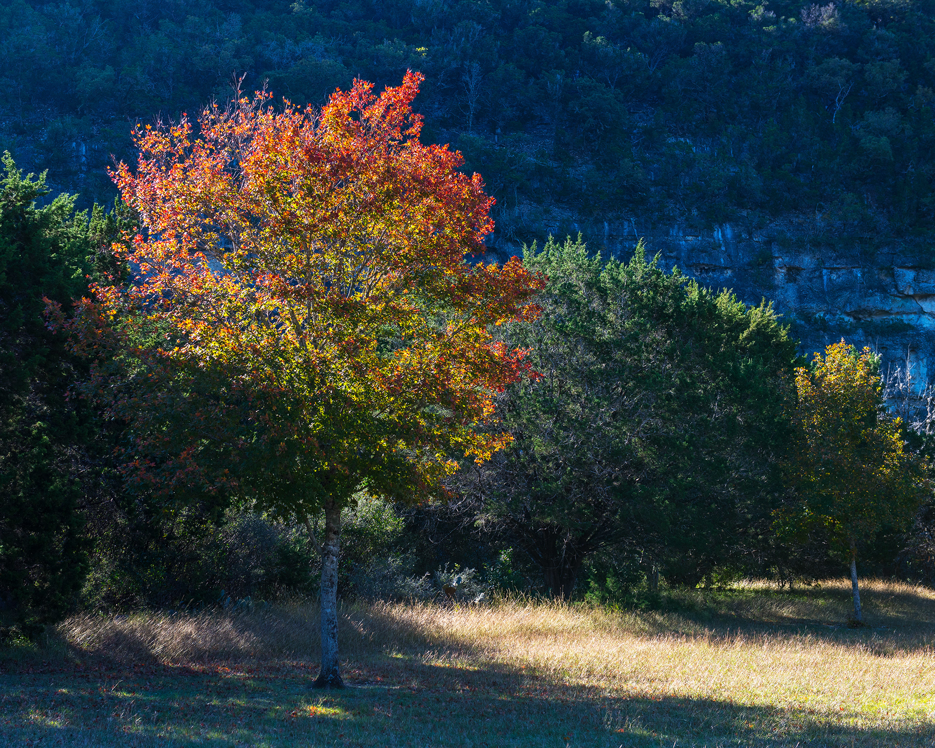 Tree in Lost Maples State Park, Texas