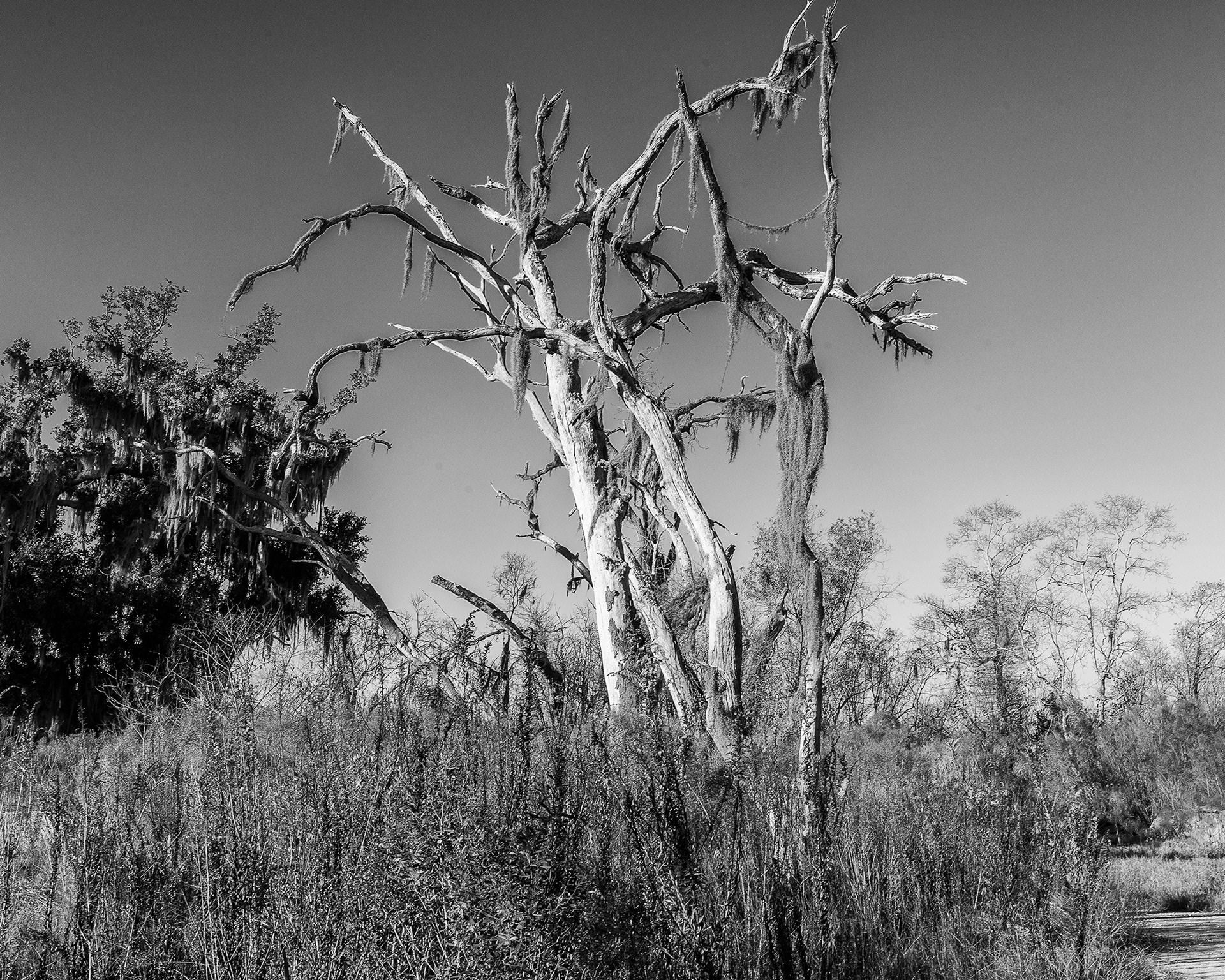 Marsh Scene near Slidell LA