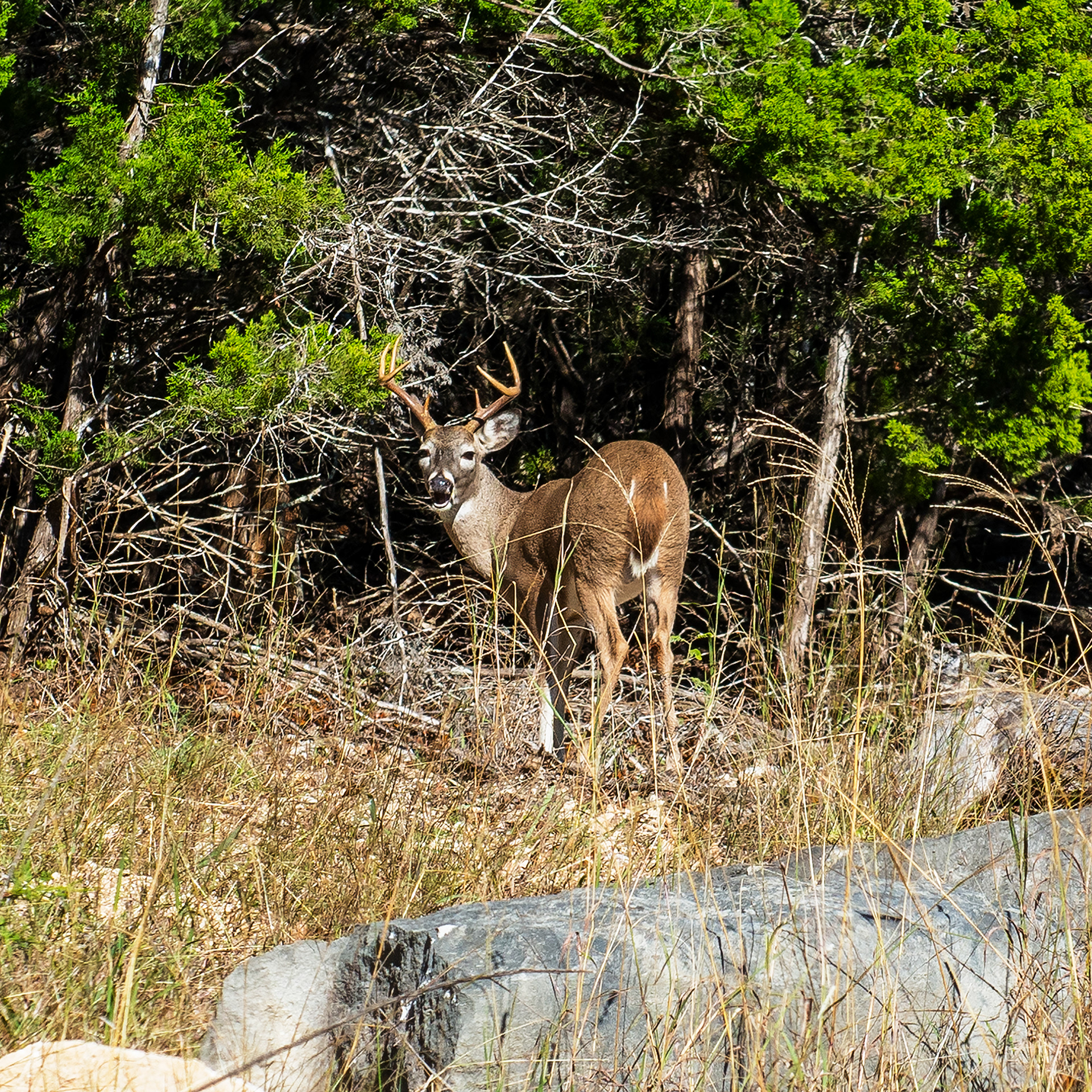 Deer