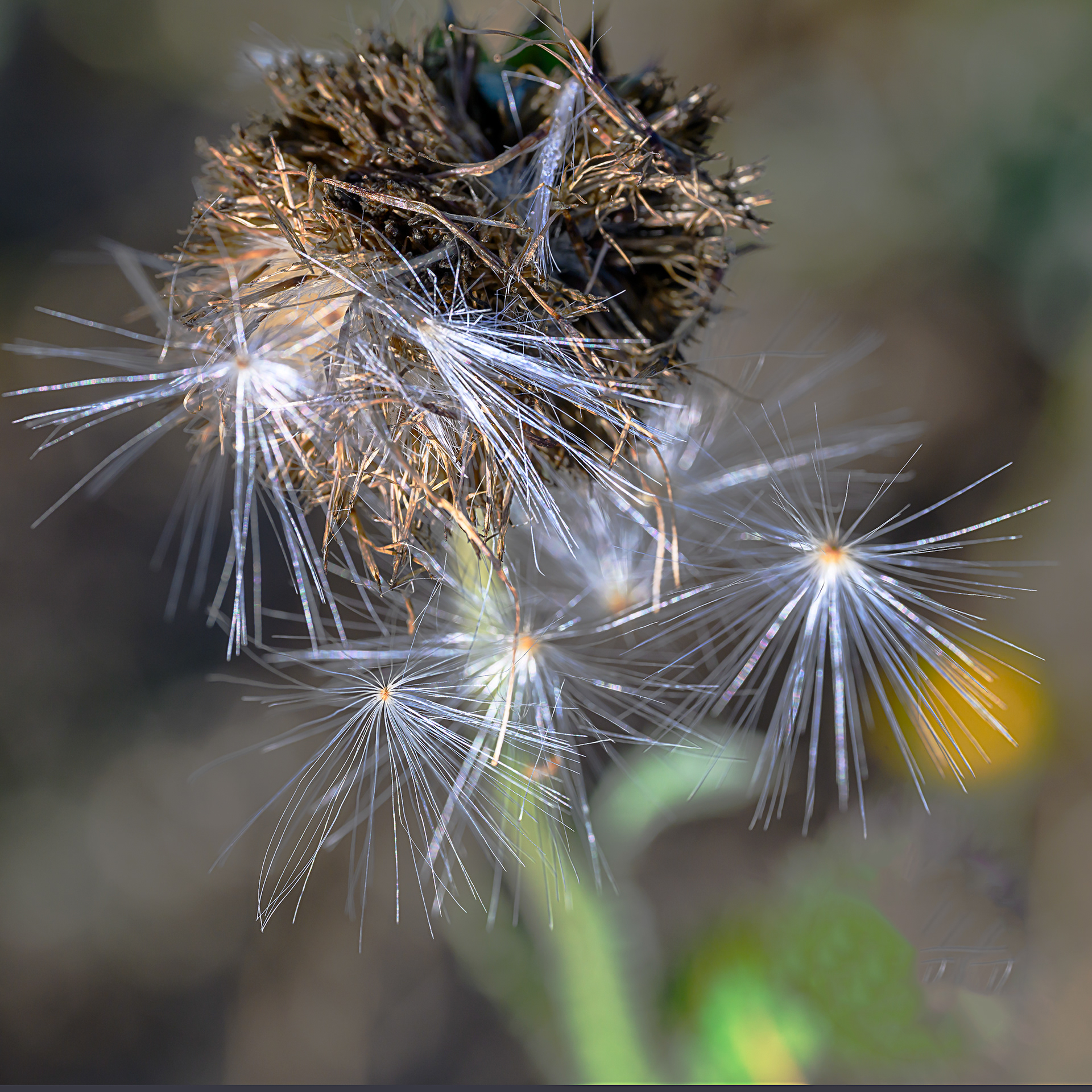 Ready to spread my wings (seeds, that is)