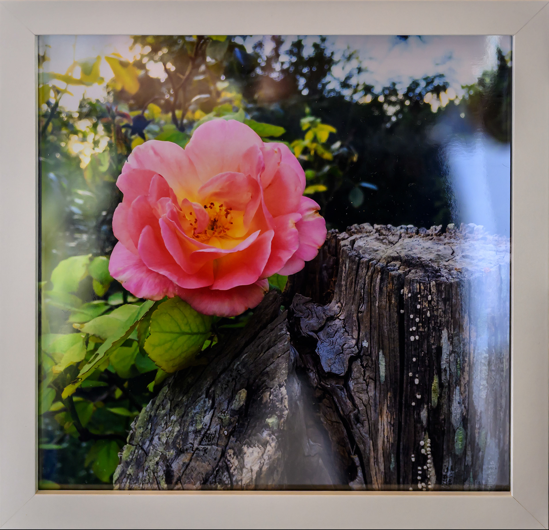 Susan Damon-Fence Post & Rose