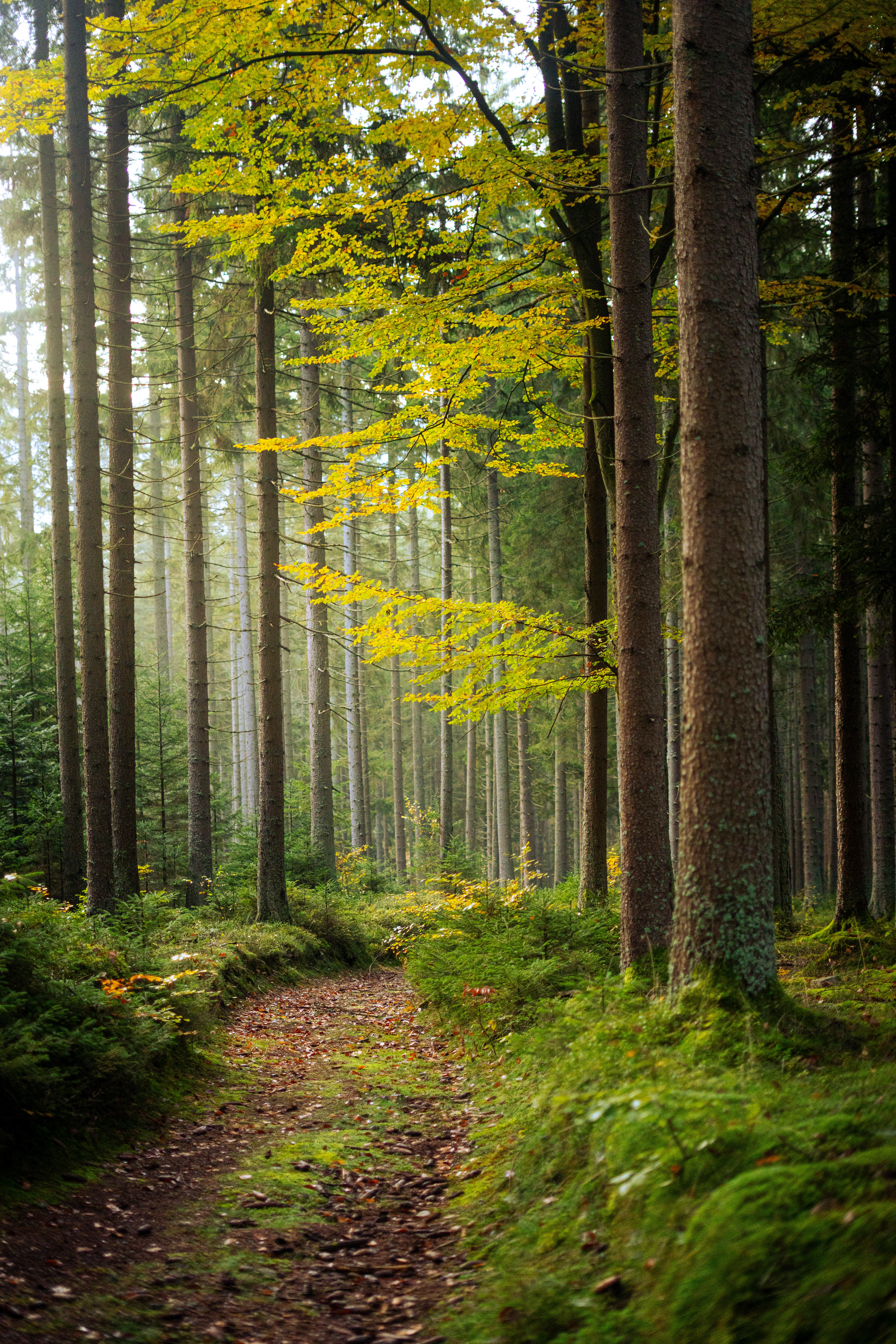 Šumava national park