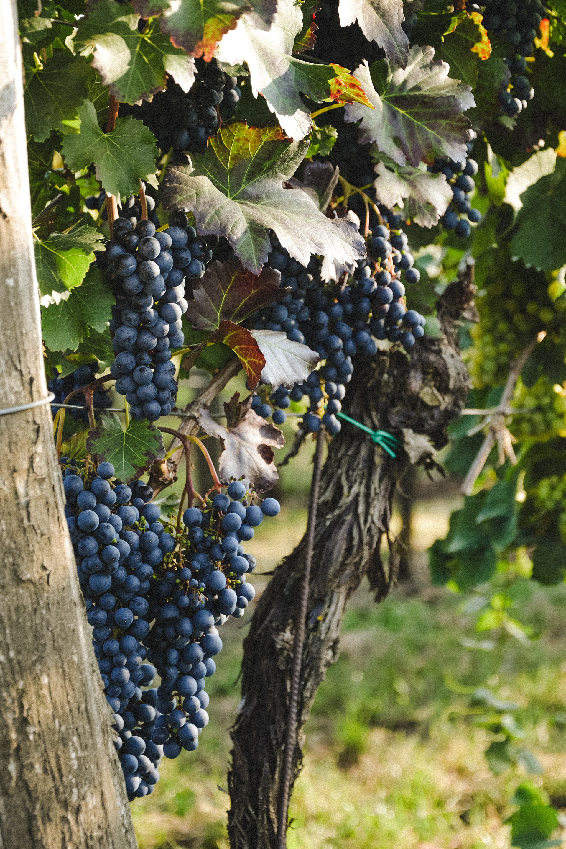 South Moravia
