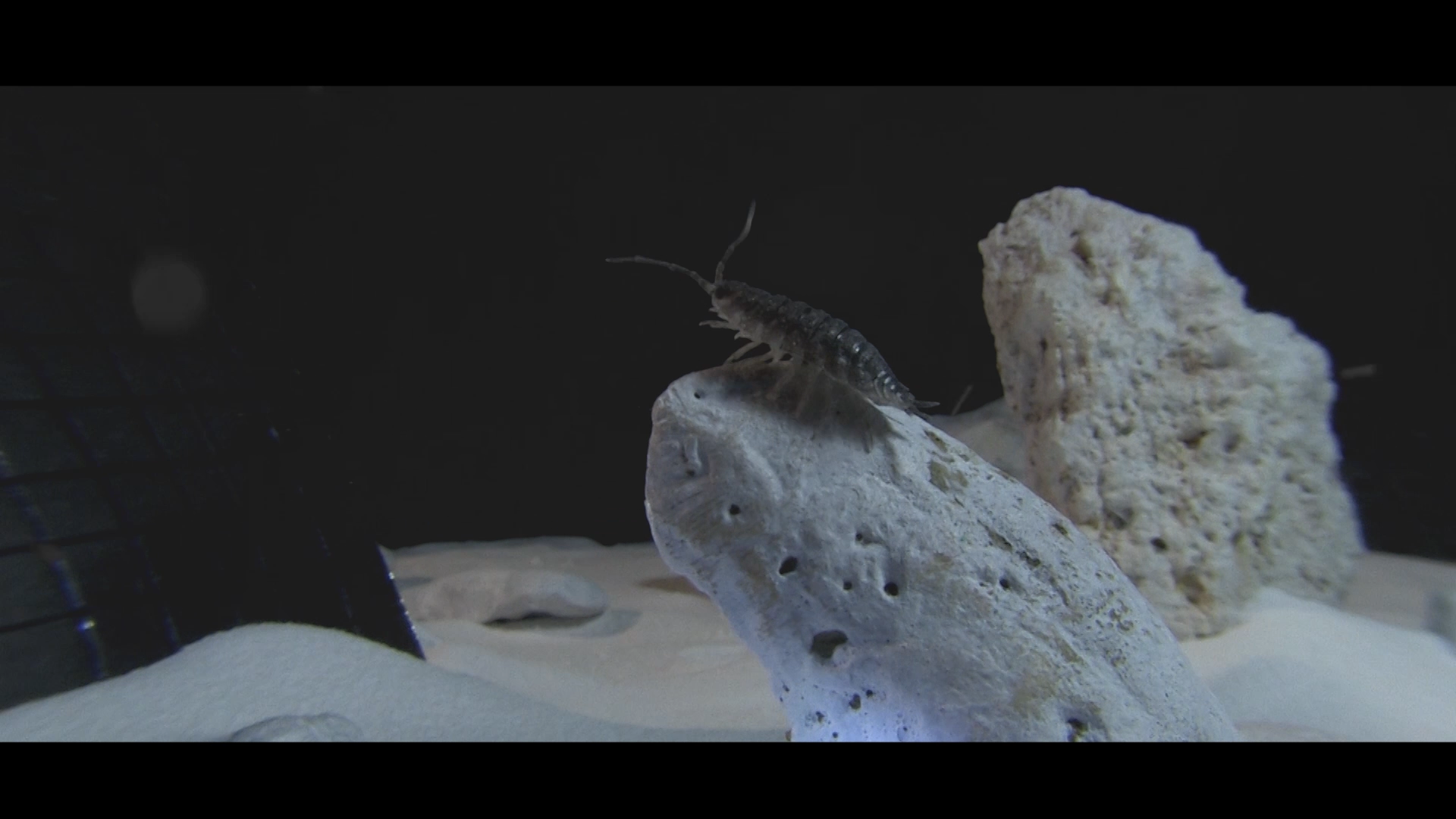 Screen shoot of "Tales from Jelly Fish Nebulla" by Julian Olariu #5