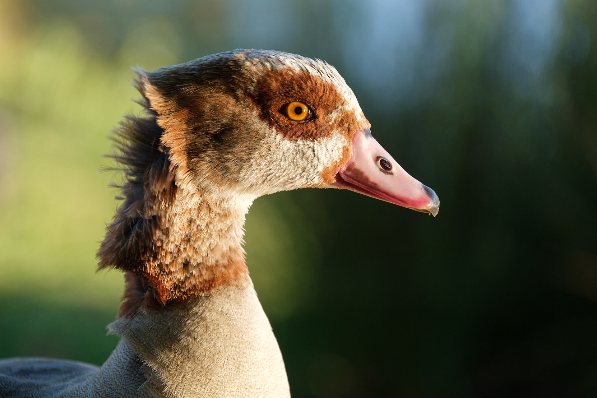 Egyptian Goose, Richmond Park.