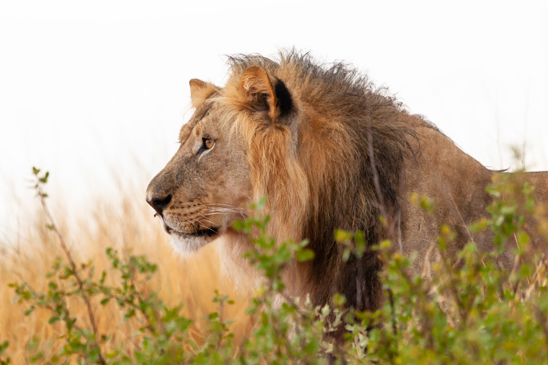 Black-maned Lion, Gharagab Wilderness Camp area, Kgalagadi Transfrontier Park, South Africa.