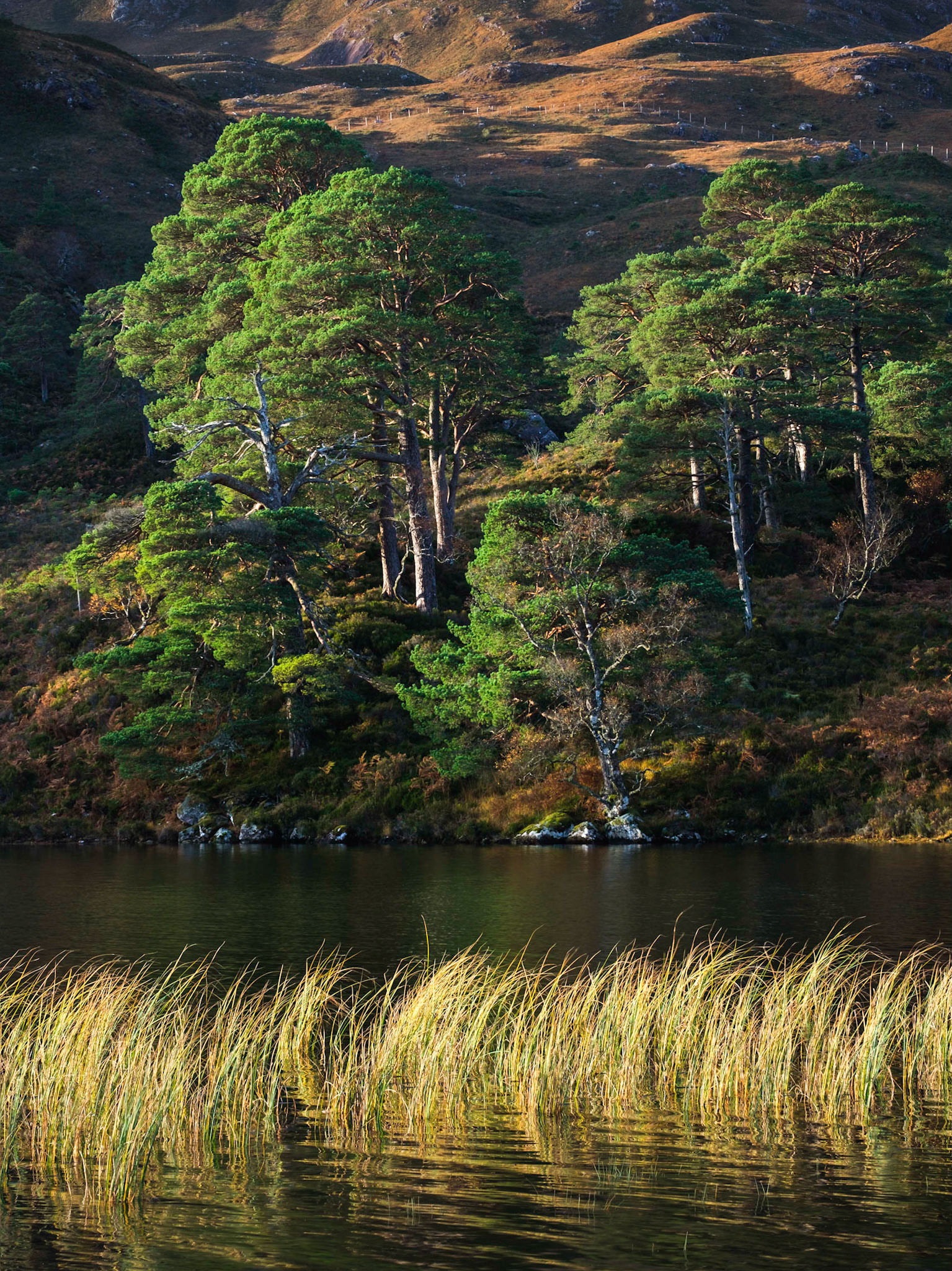 Scots Pines on the shore of Loch Clair and some grasses illuminated by the first rays of the sun.