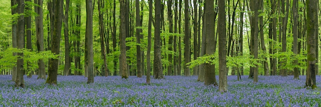 Bluebells in Micheldever Wood, Hampshire.