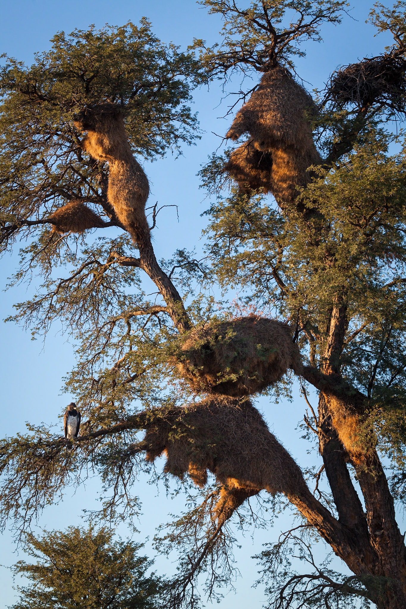 Martial Eagle and Sociable Weaver nests, Kgalagadi Transfrontier Park, South Africa.