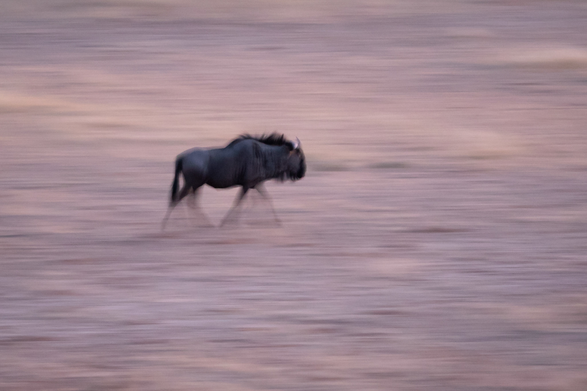 When the light gets too low its time to have some panning fun with the animals that come to drink at the waterhole at Urikaruus Wilderness Camp, Kgalagadi Transfrontier Park.